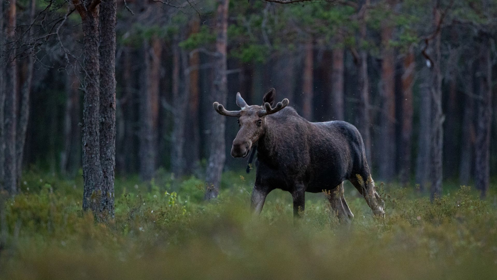 Põder metsas