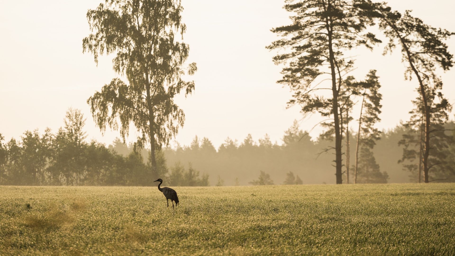 Kus teha linnuvaatlust?