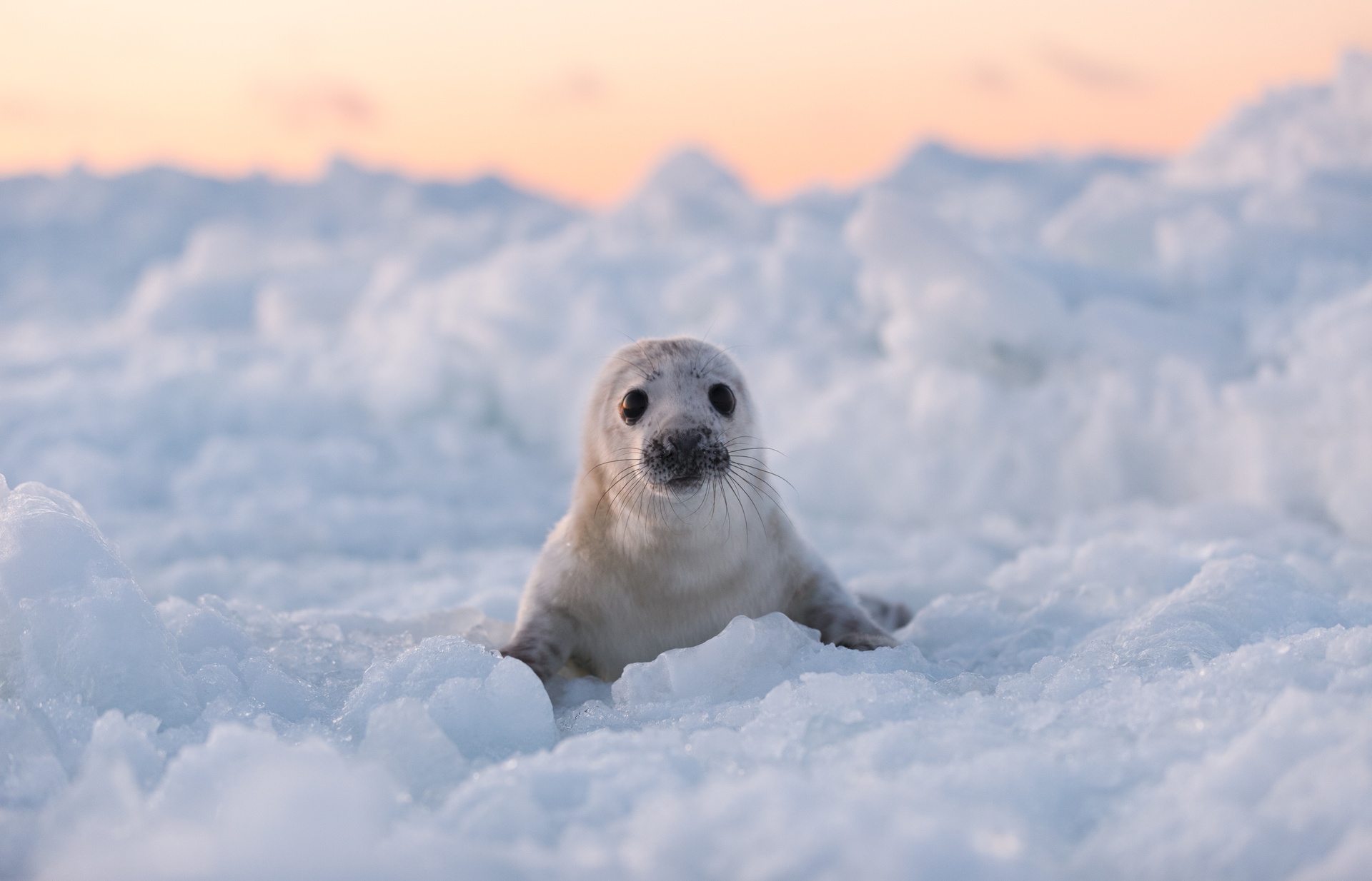 How to spot a seal?