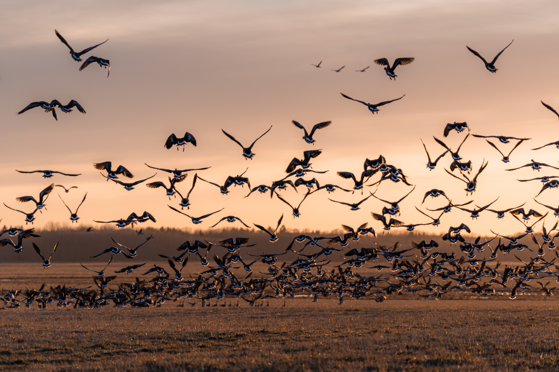 Flocks of geese in Estonia's Matsalu National Park