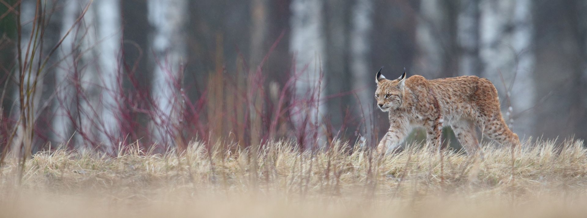 Ilves hiilib metsas