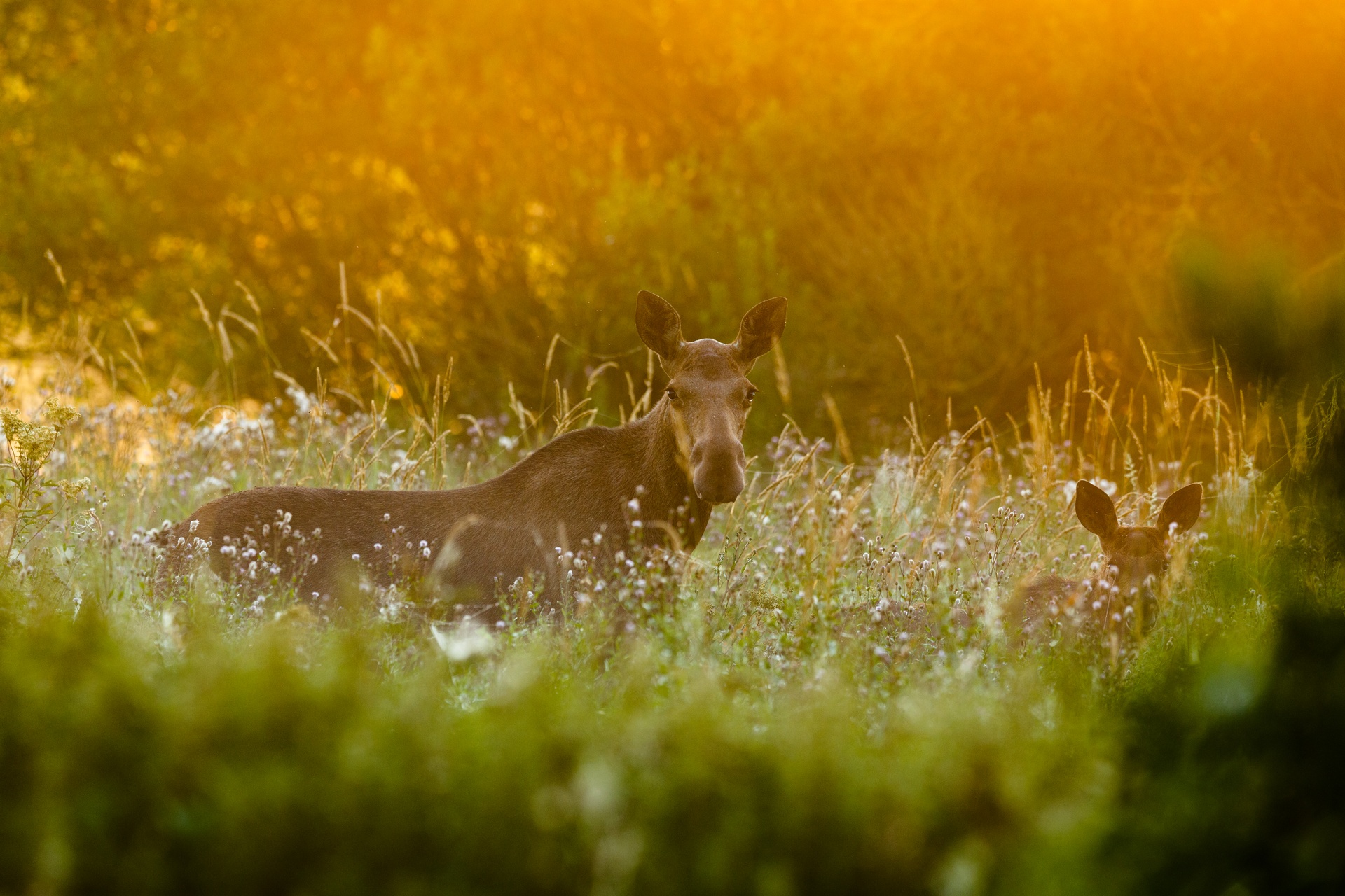 Moose cow and calf stand in tall grass in an Estonian meadow