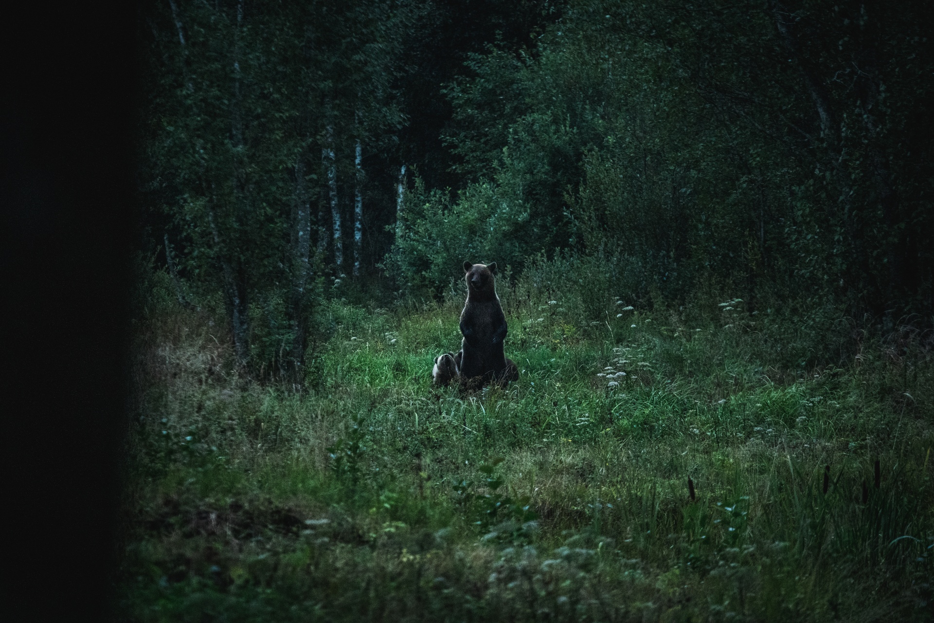 Bären in Estland