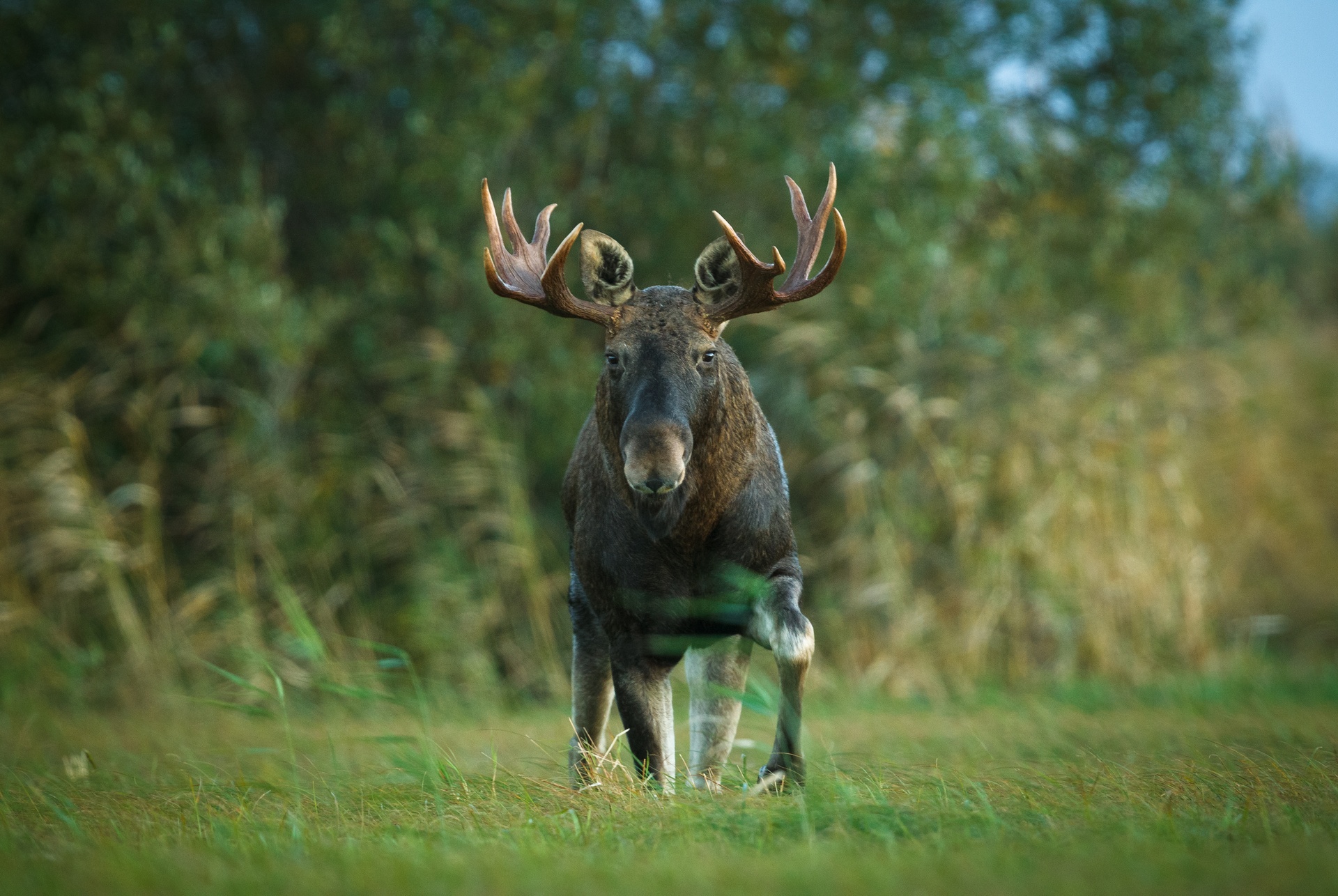 moose