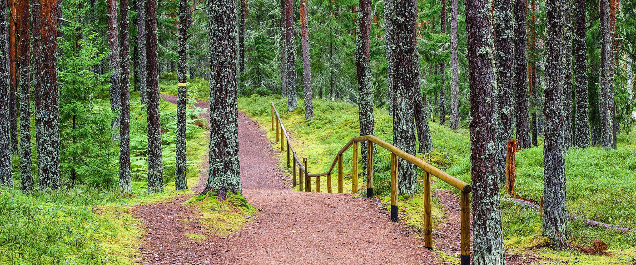 Der baltische Waldwanderweg