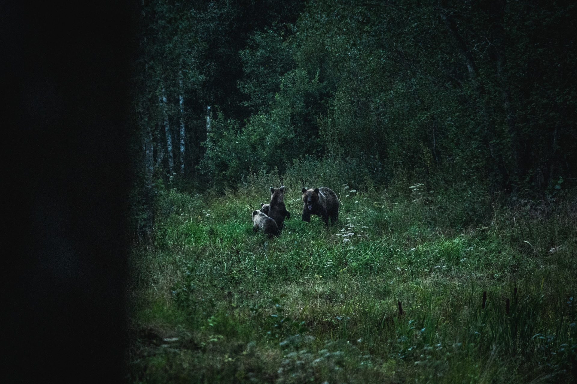 Mother bear and cubs in Estonia's Alutaguse National Park