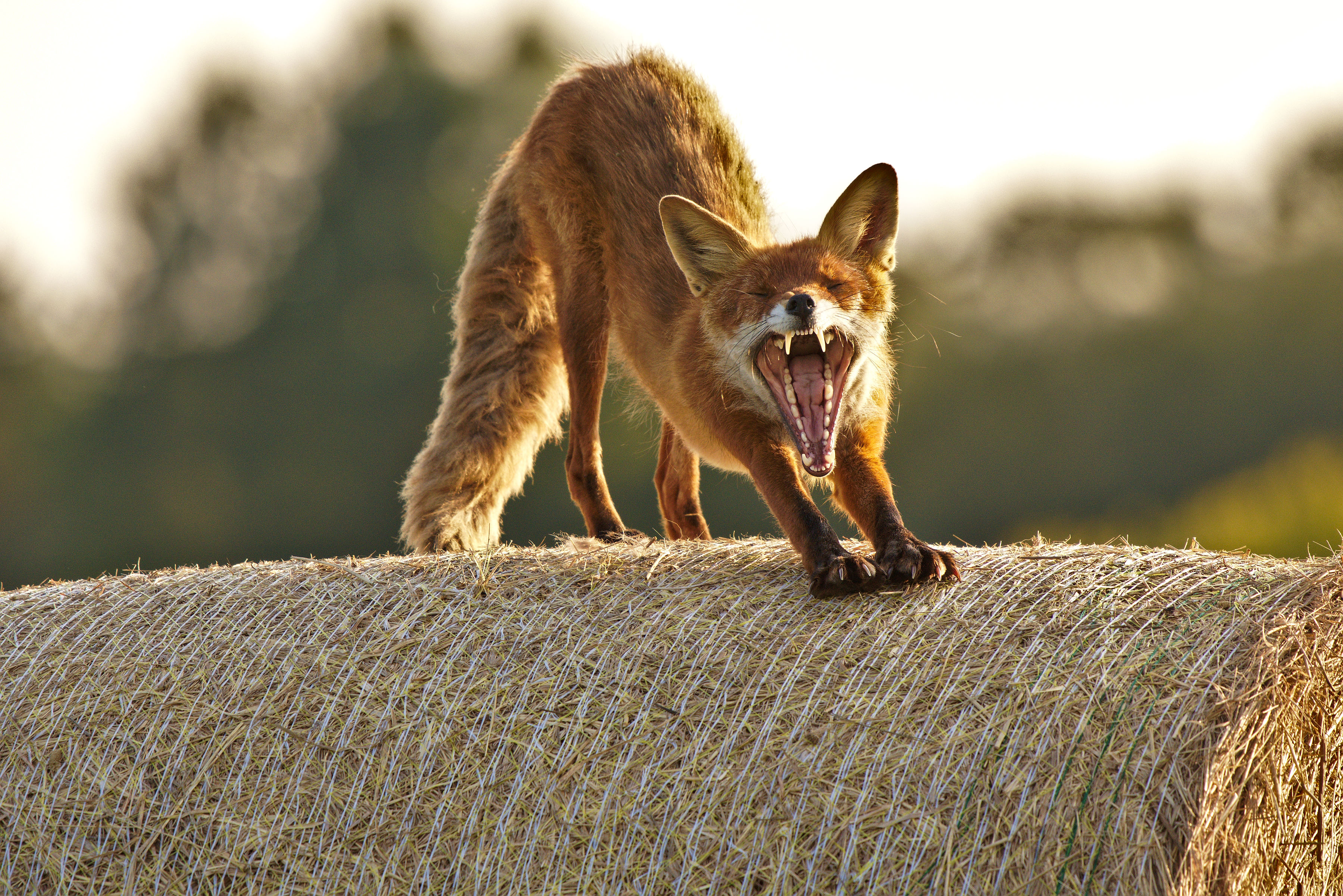 A red fox stretches and opens its mouth wide.