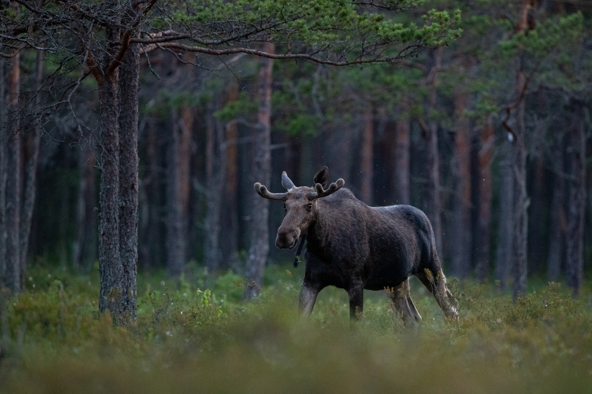 Moose walks through a dark pine forest in Estonia.