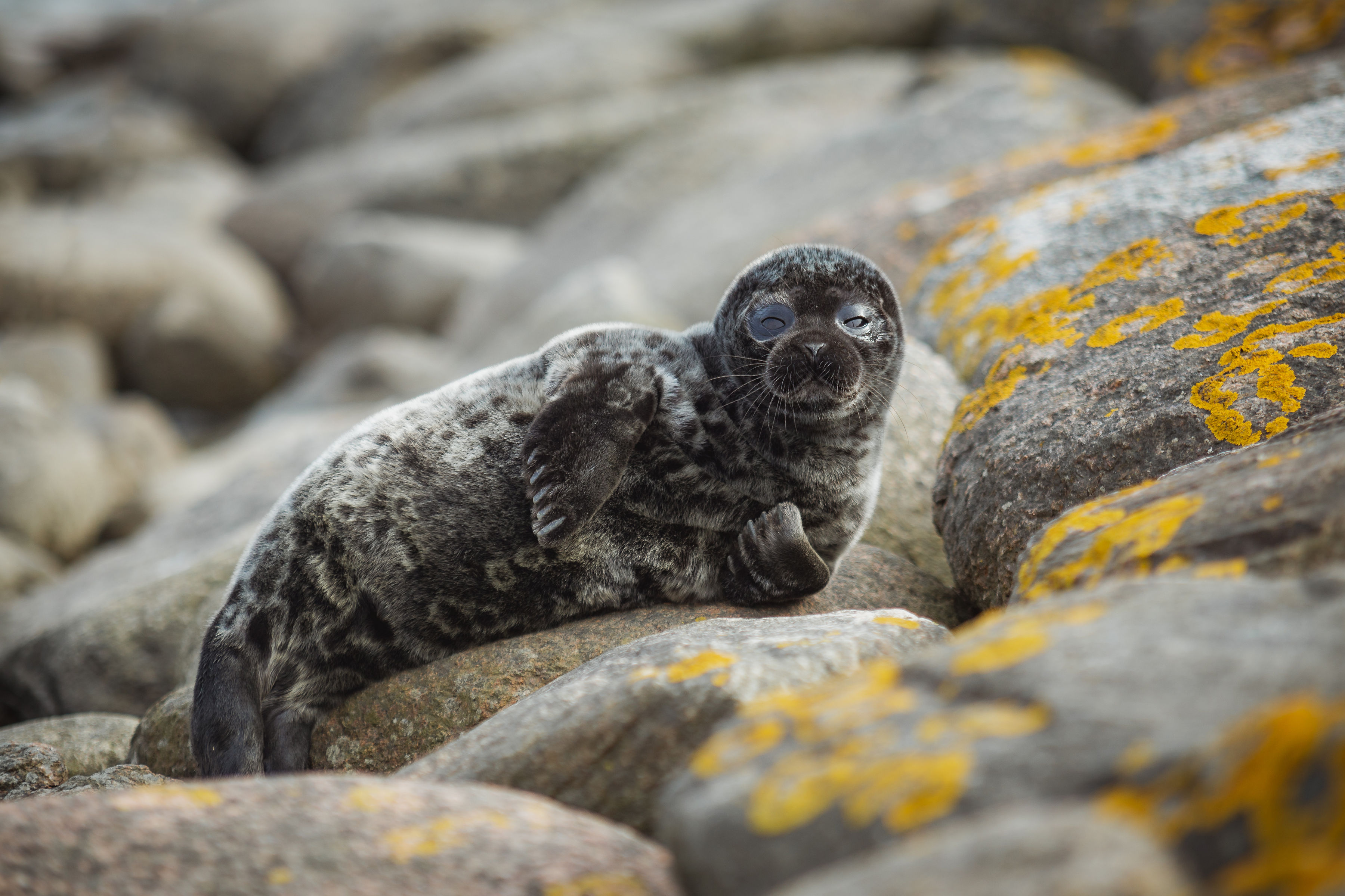 Grey seal pup relaxes on rocks in Estonia.