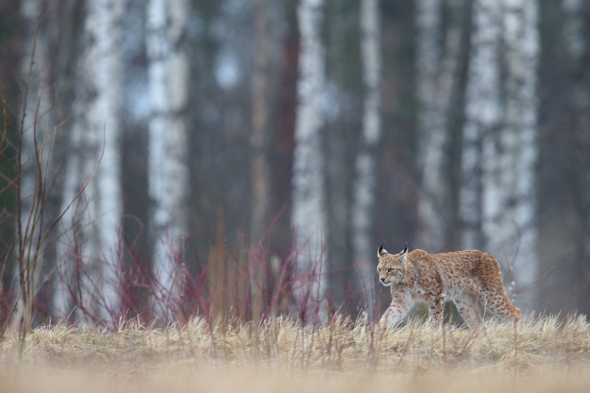 Lynx stalks through the forest in Estonia.