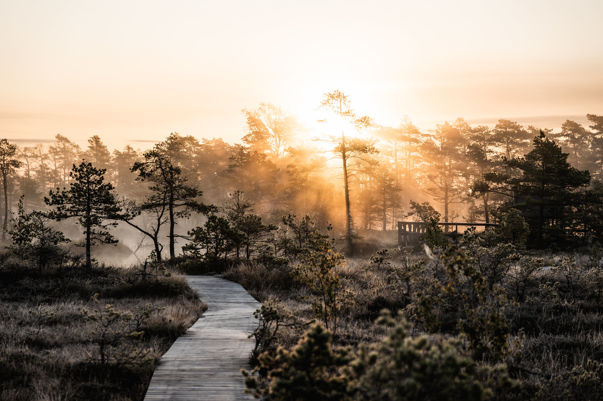 Morning mist on Tolkuse bog and hiking trail in Estonia