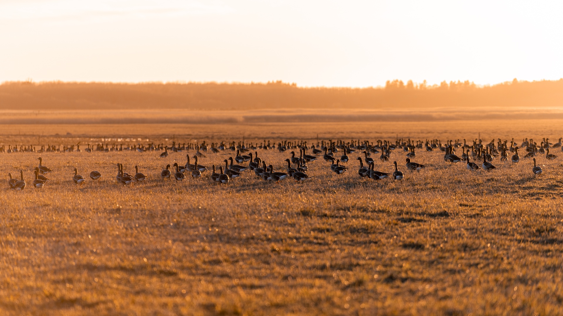 Matsalu Nationalpark Vögel