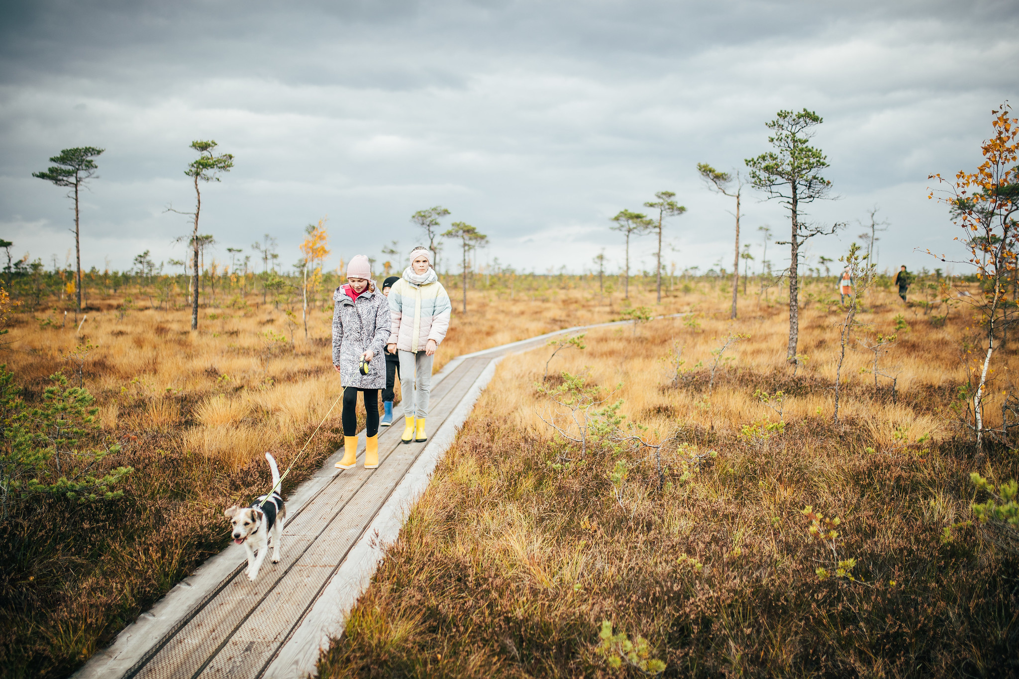 Children go hiking on a board walk in the bog with a dog.