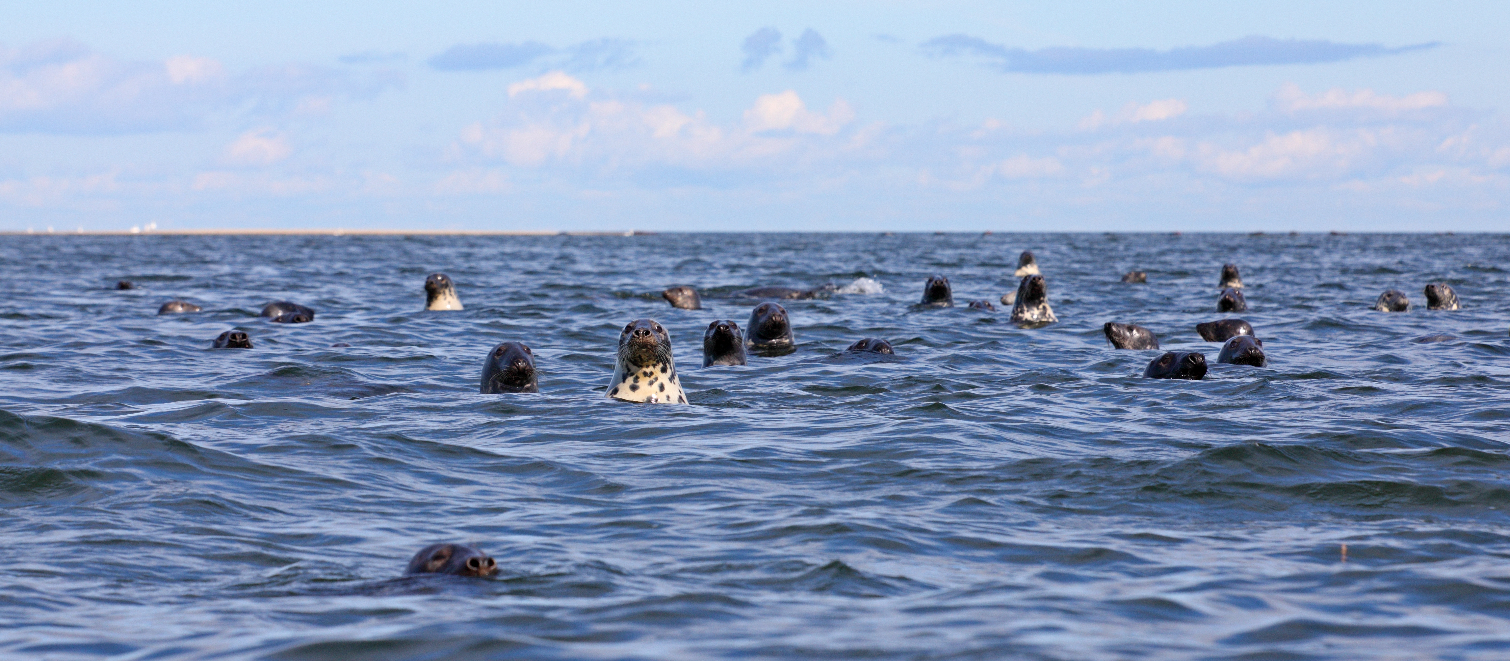 Grey seals near Vilsandi National Park