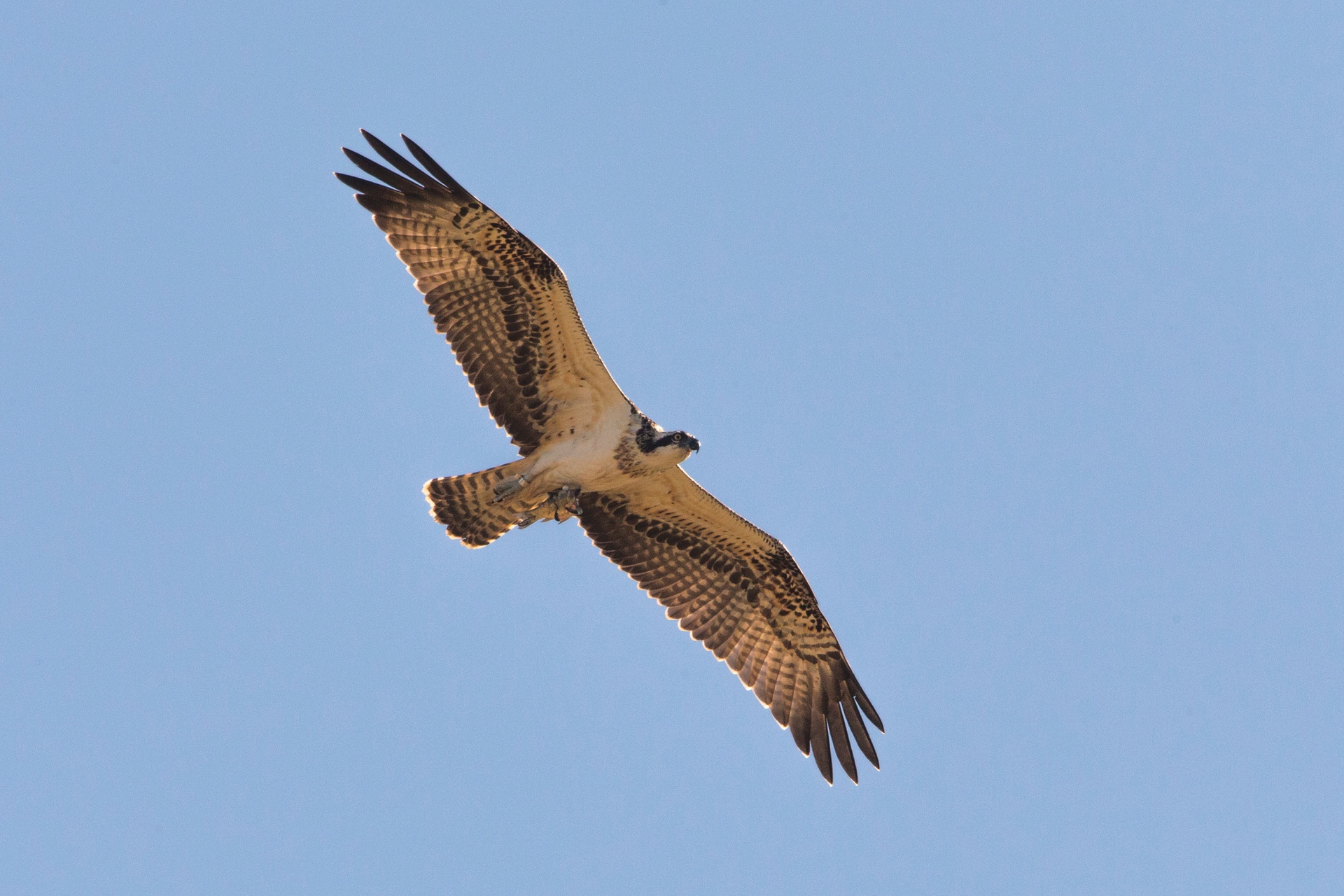 flying osprey
