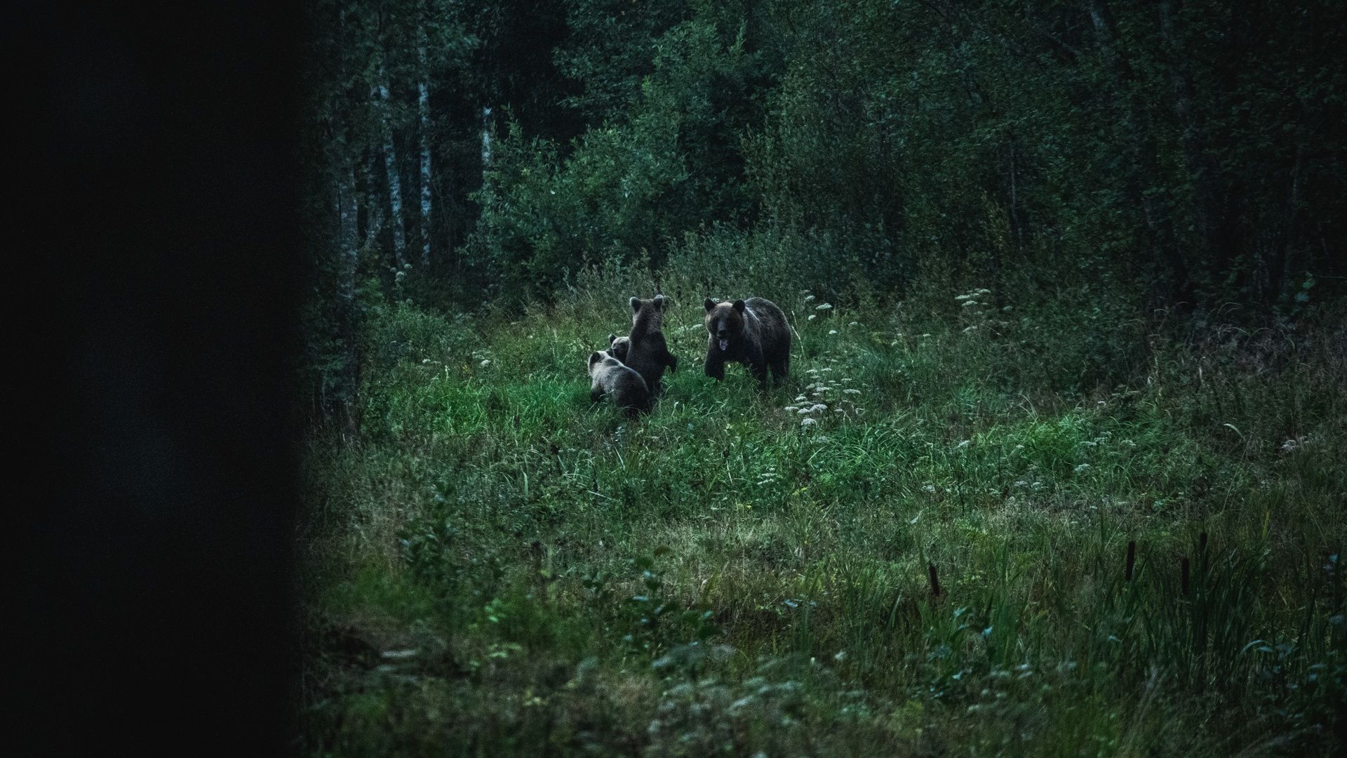 Karuvaatlus Alutaguse karuvaatlusonnis
