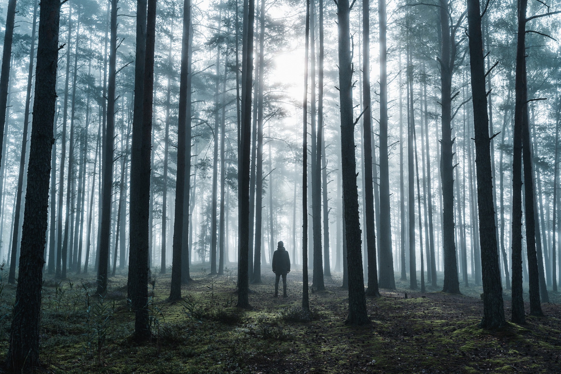 Man stands alone in a misty forest