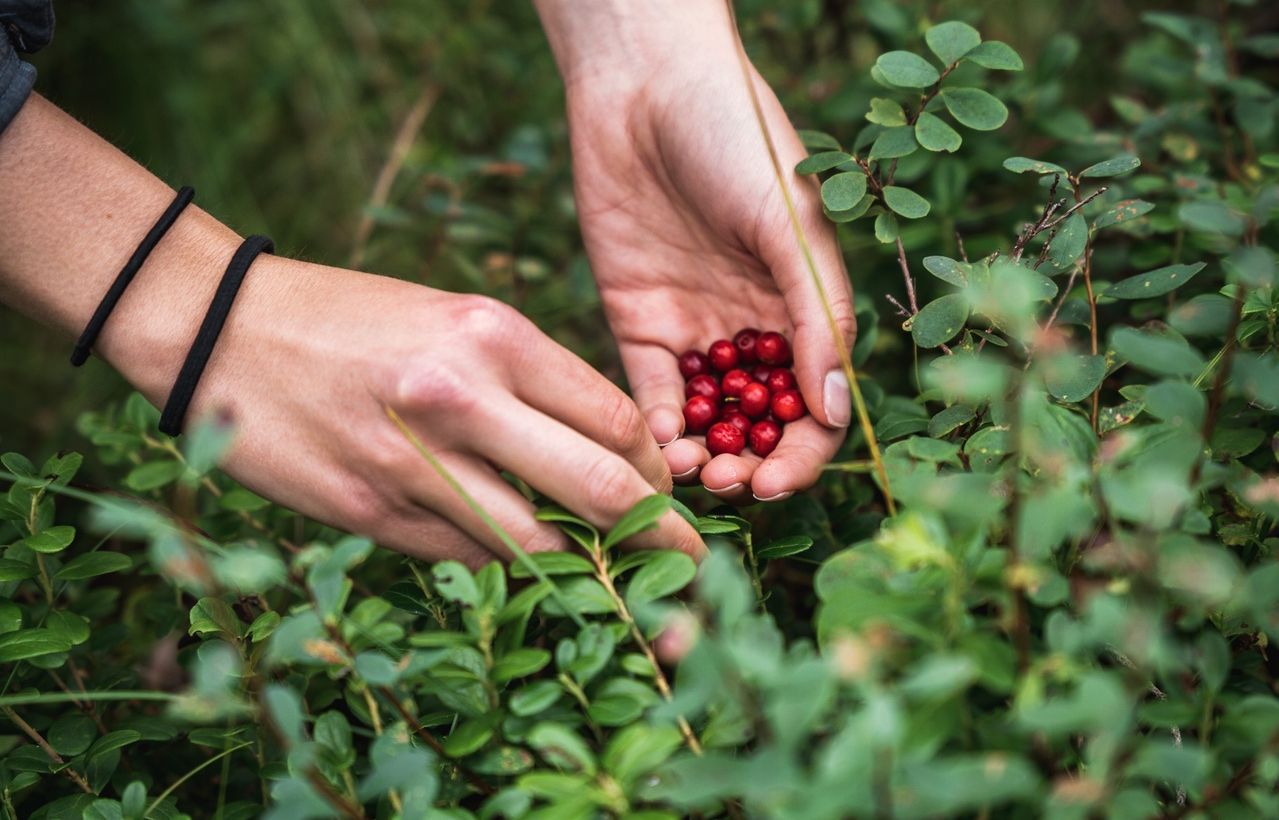 Foraging for berries in the forest in Estonia
