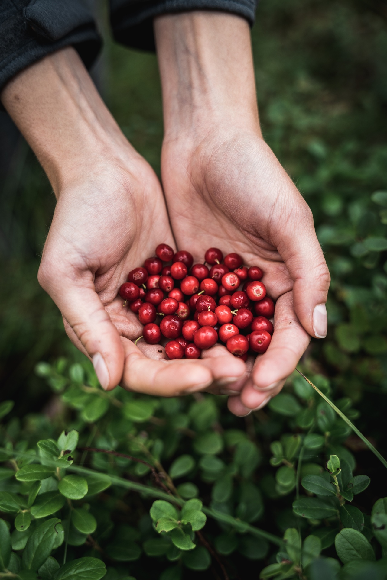 Handful of cranberries during an autumn foraging trip
