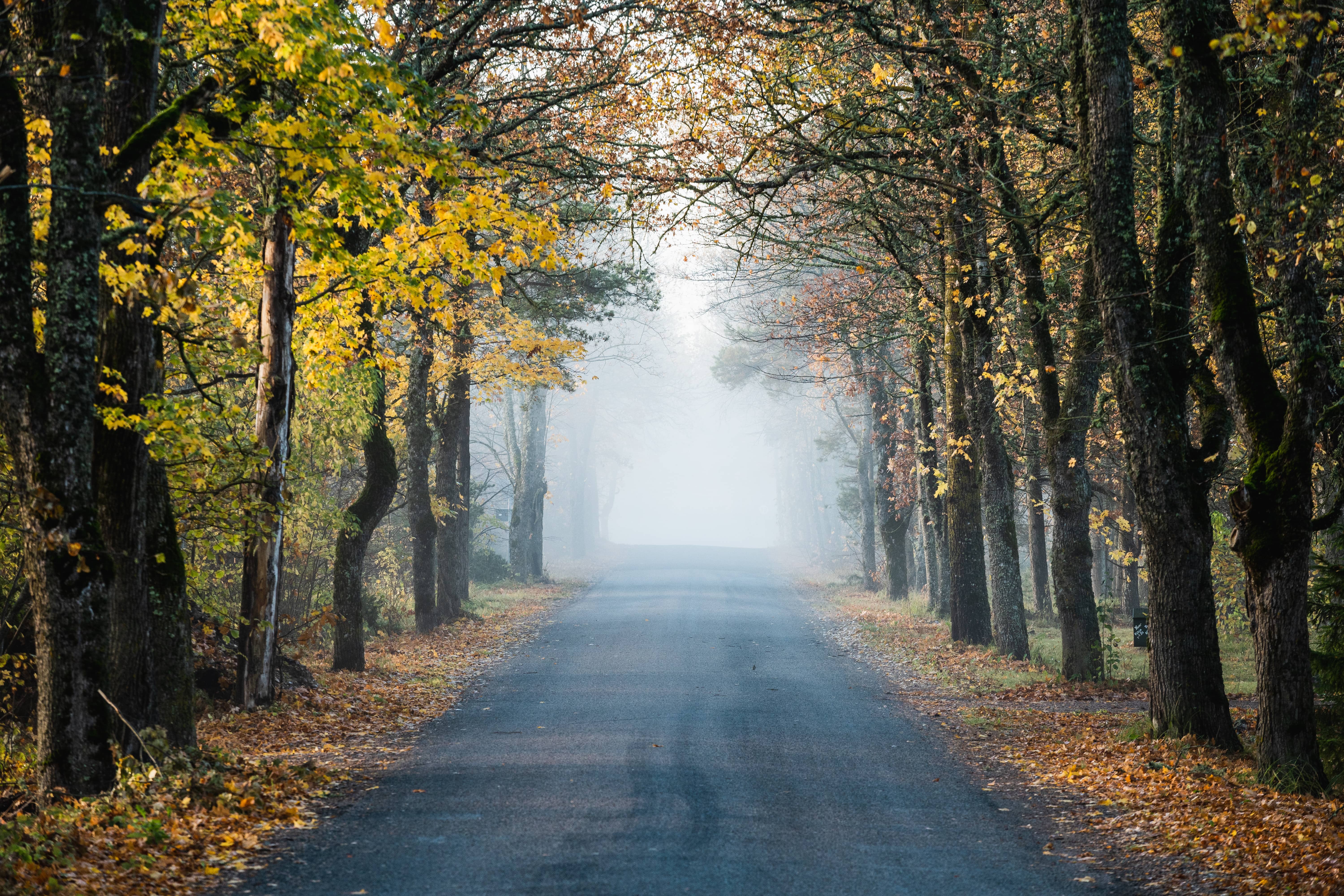 Foggy autumn road in Pärnu County, Estonia