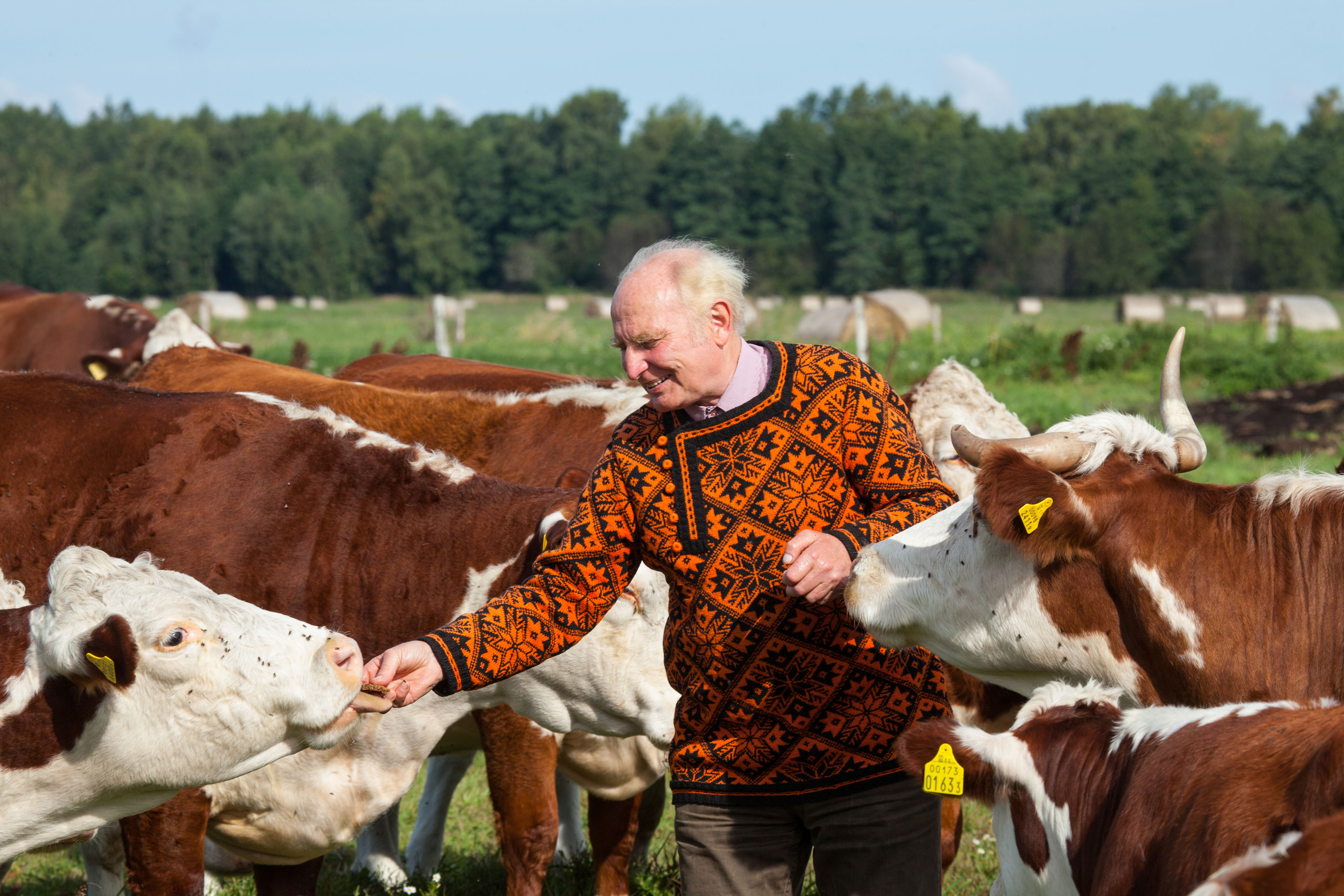 Man feeding cows wearing traditional knit sweater