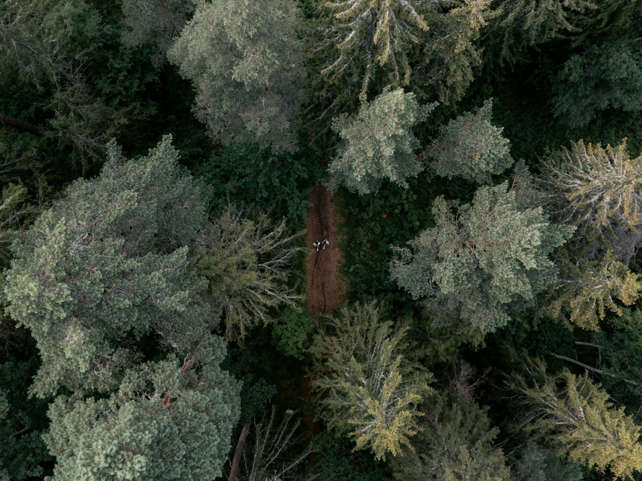 People walking in the forest