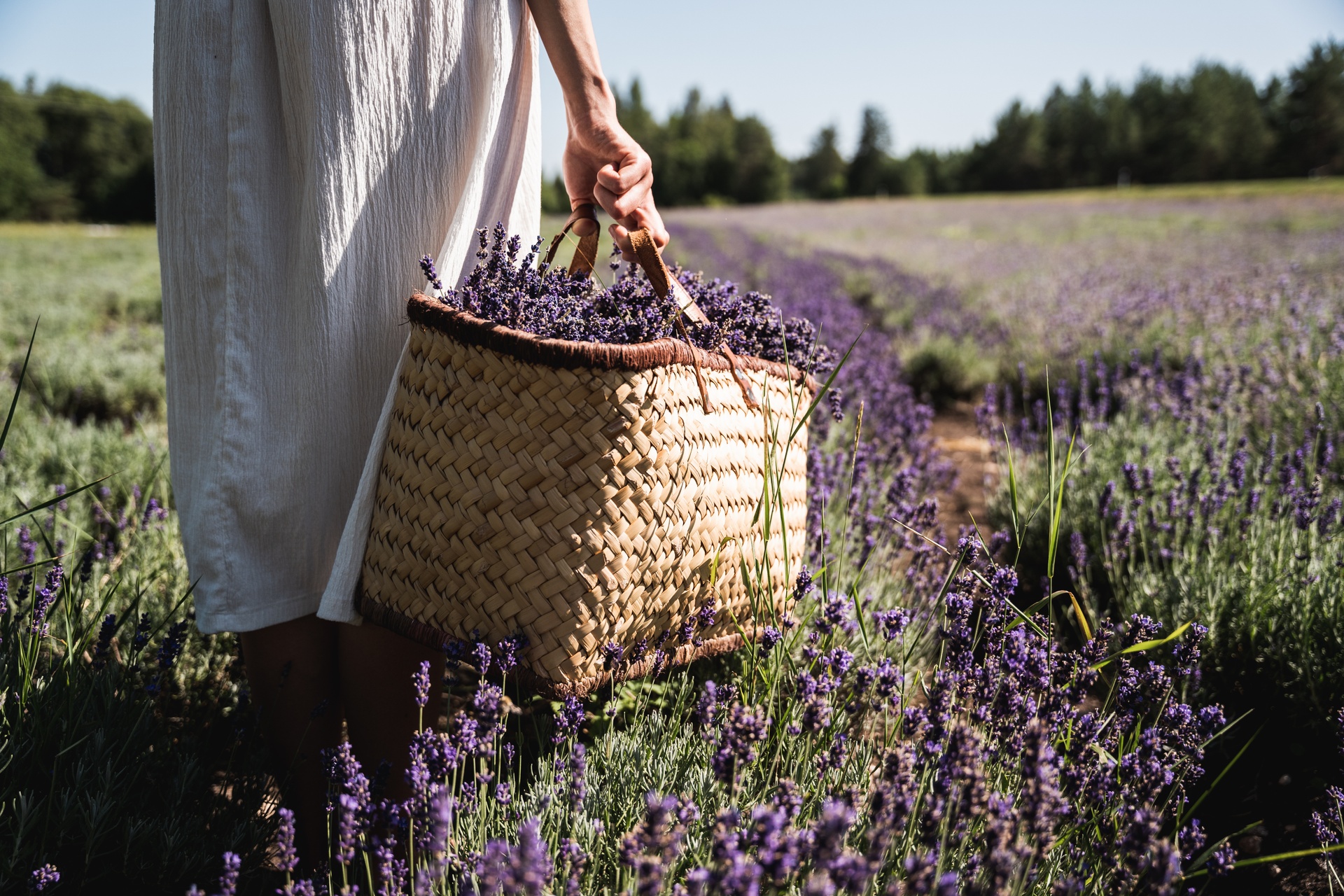 Women holding basket of lavendels