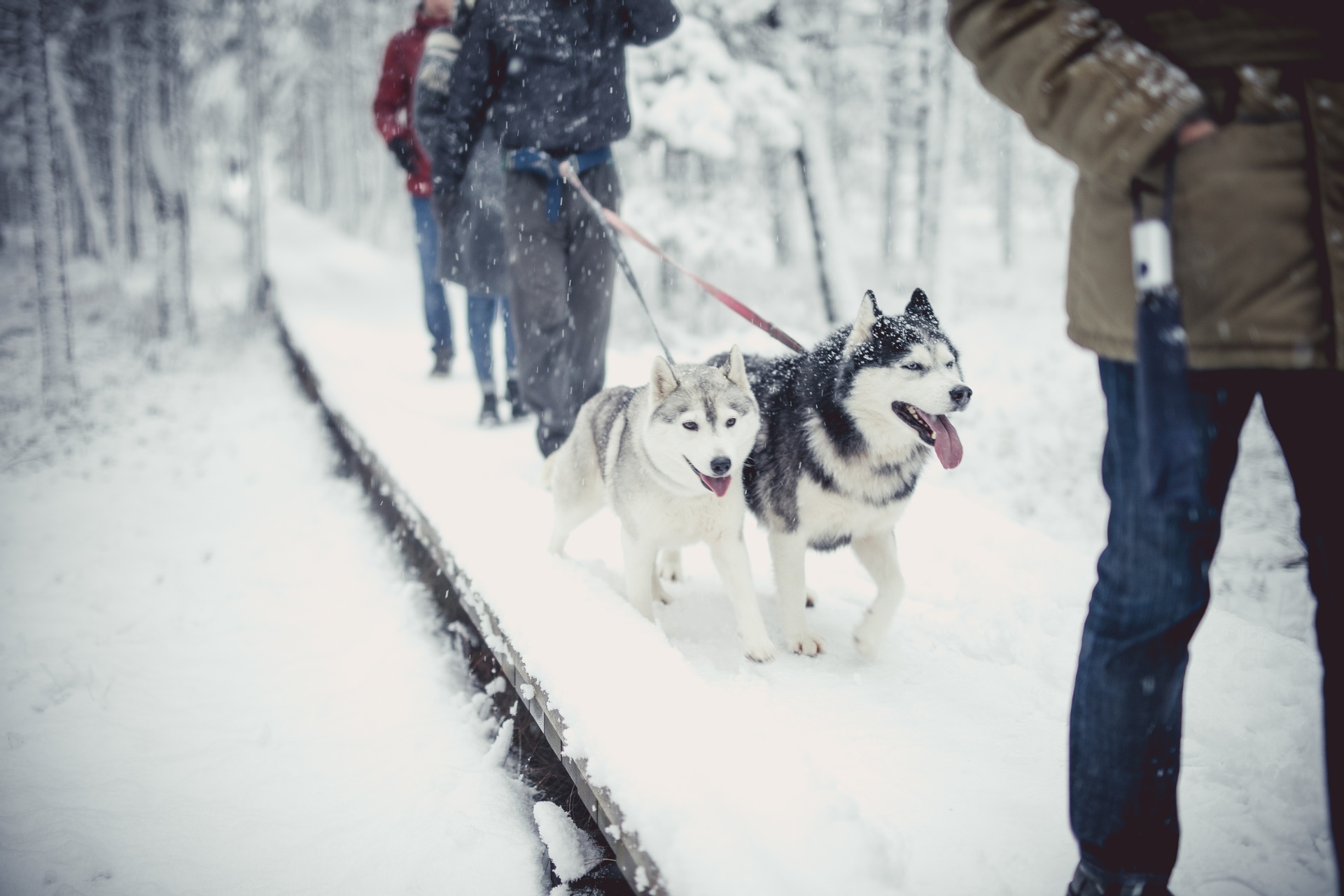 Where to visit sled dogs and huskies in Estonia