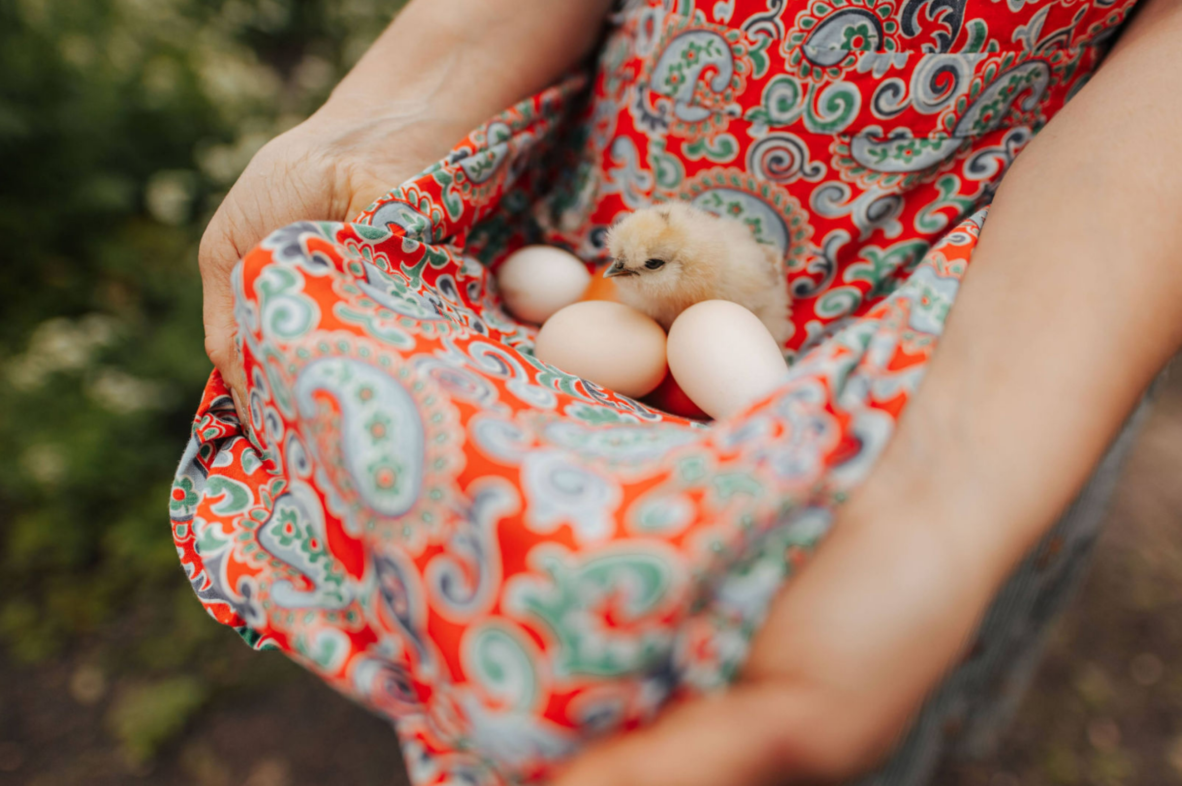 girl holding a chick and eggs
