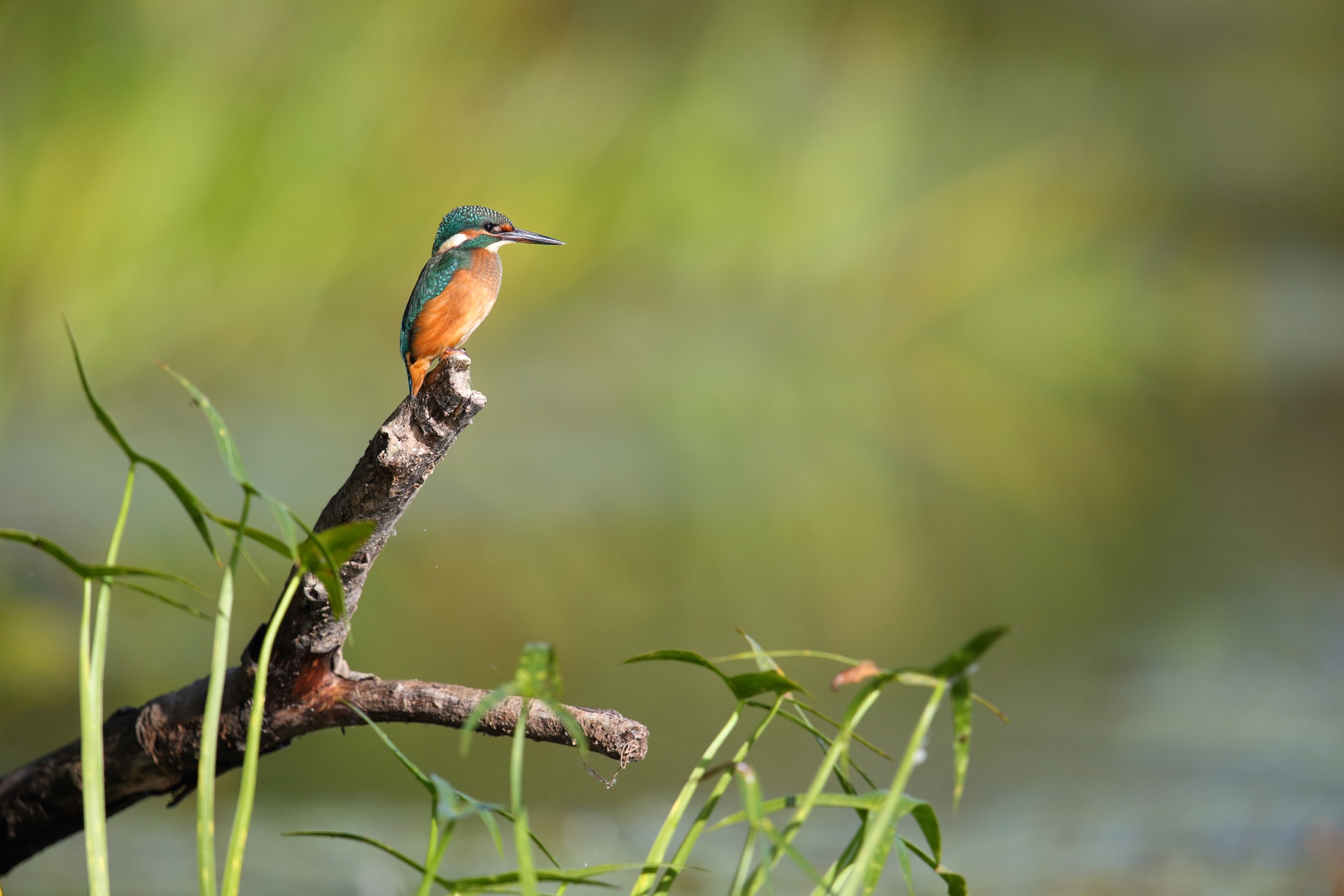Common kingfisher perched on a branch in Estonia