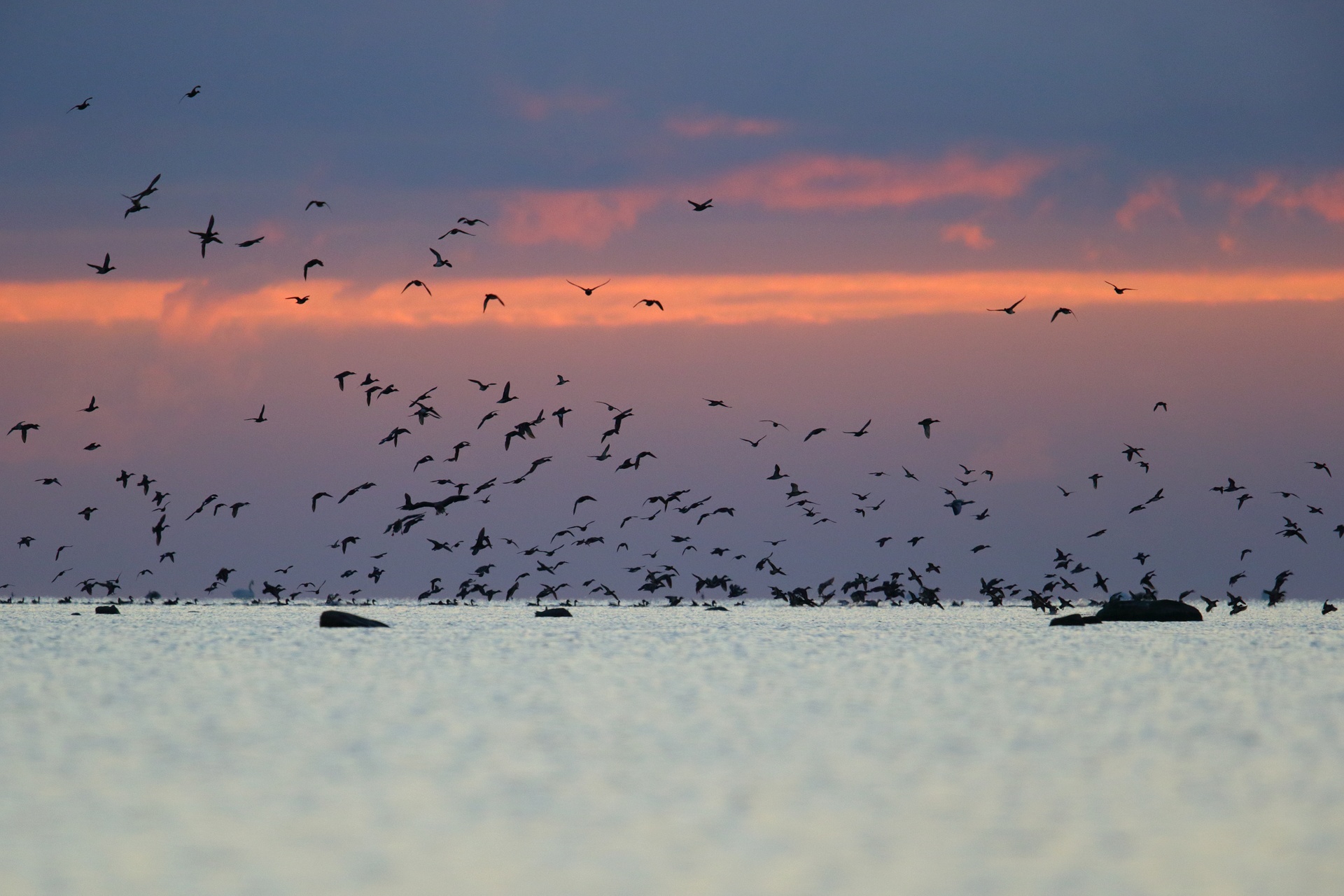 birds flocking at sunset over Estonia's Baltic coastline