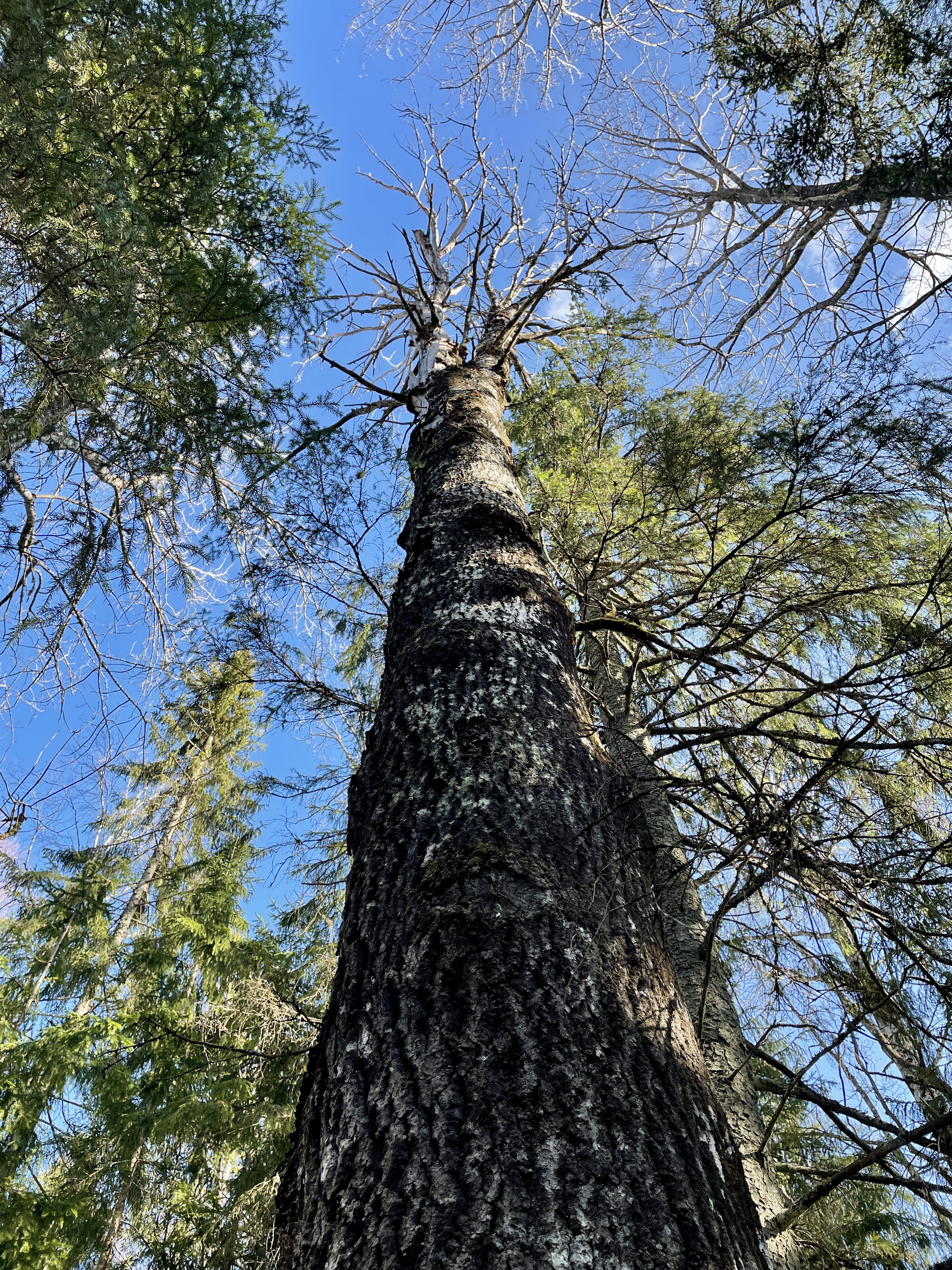 Large Aspen tree in Soomaa National Park