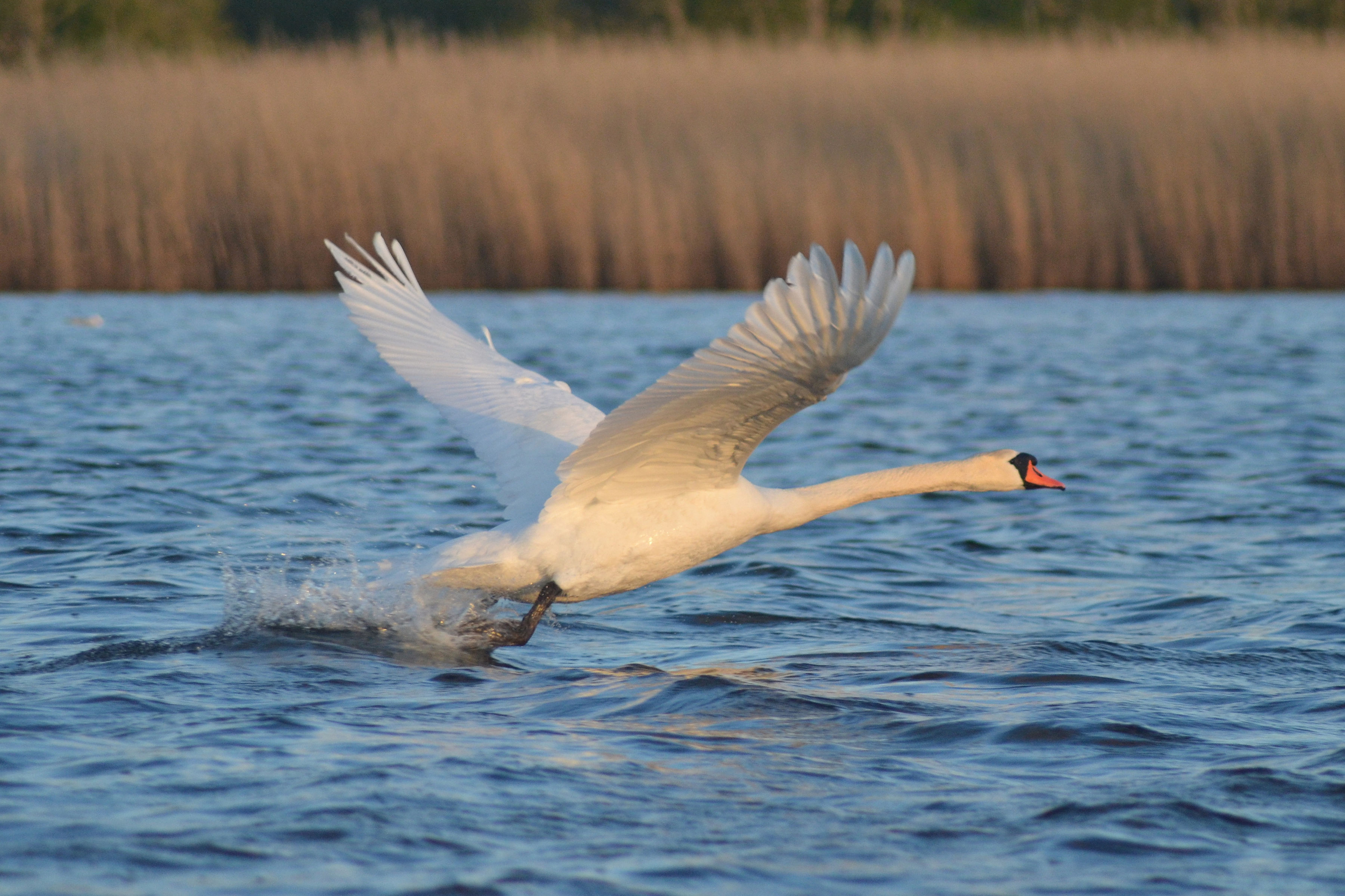 Swan takes off from the water near Saaremaa, Estonia
