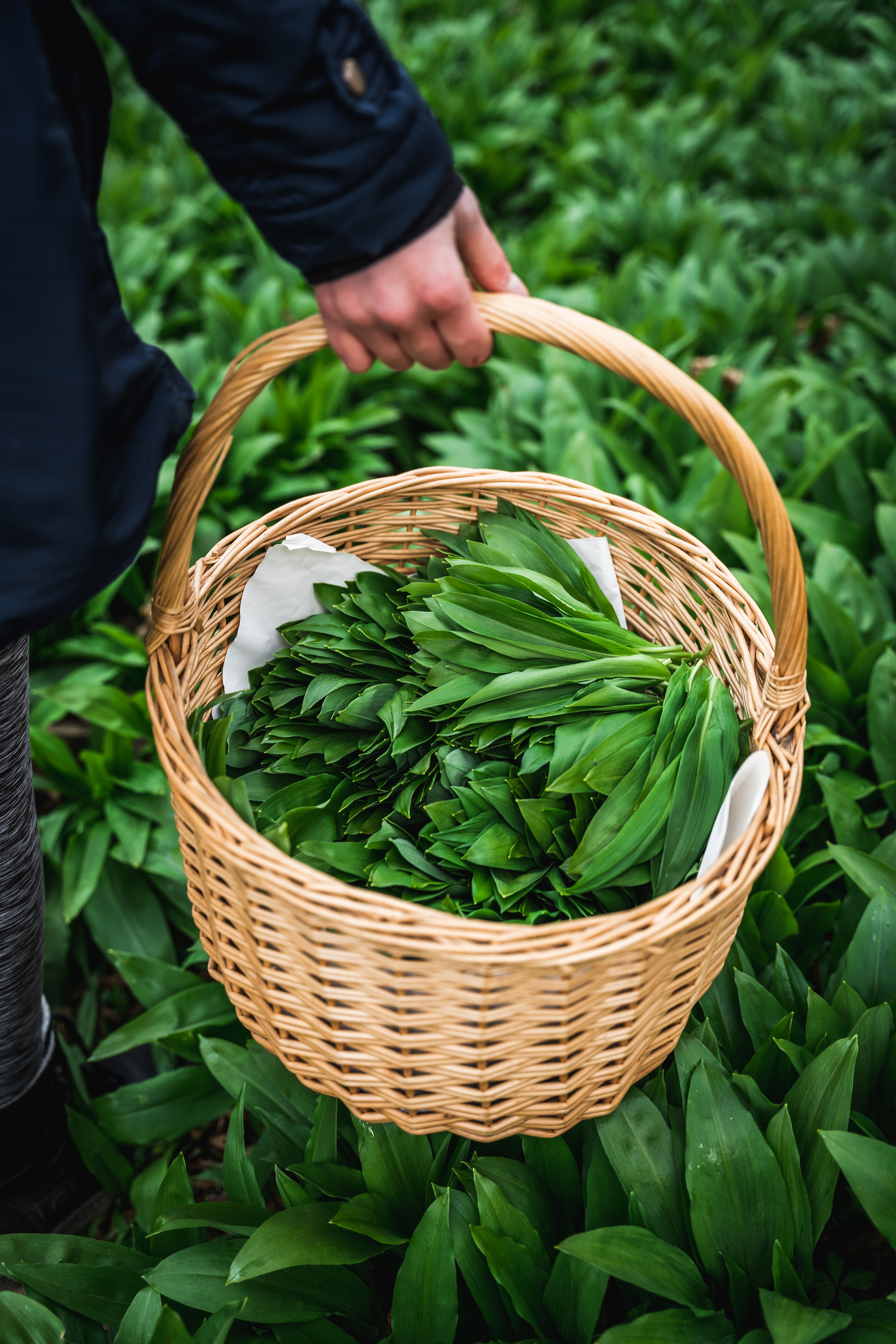 Wild garlic being collected in a basket from the forest