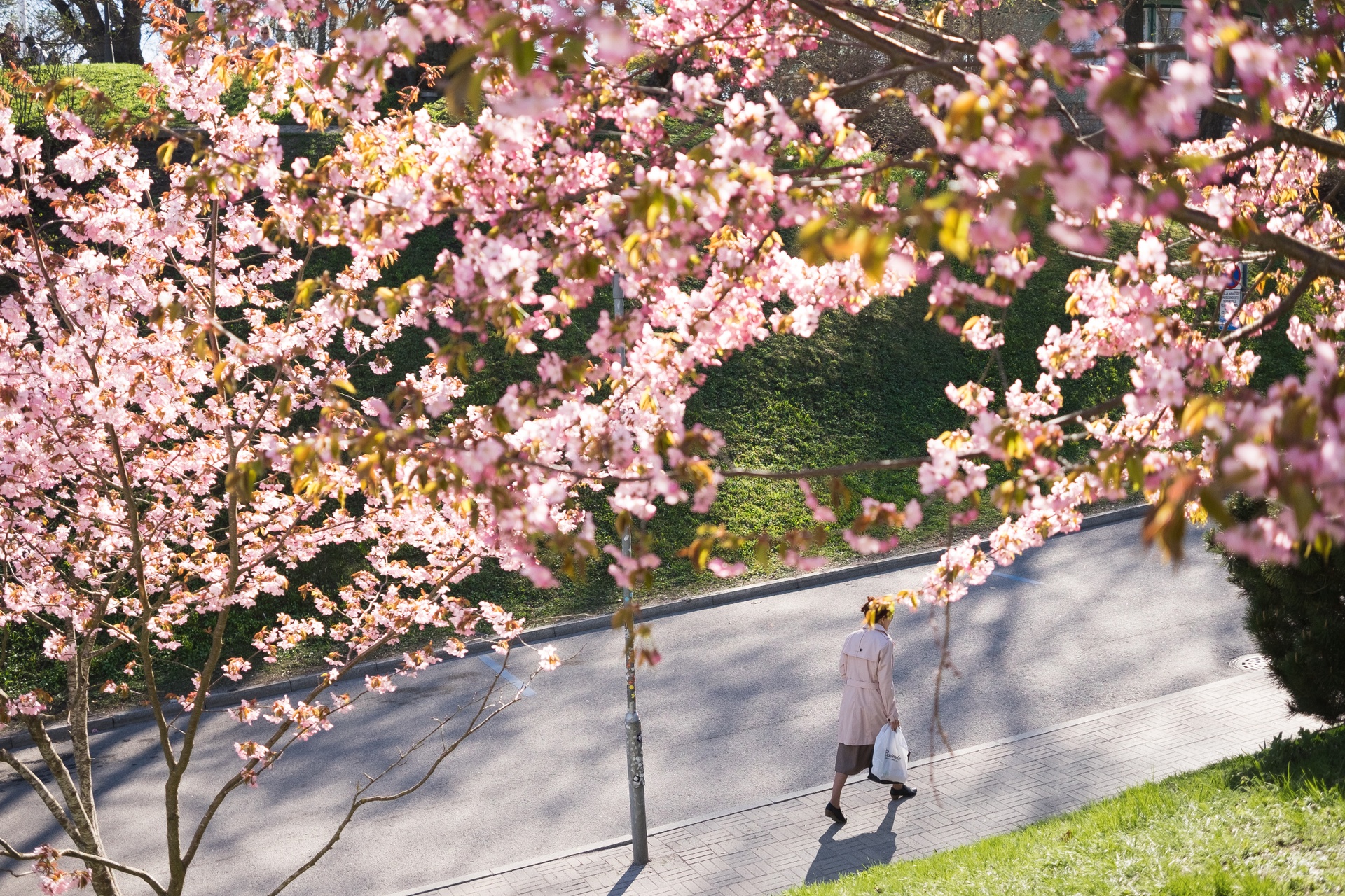 Cherry blossoms blooming in Tallinn, Estonia, in springtime