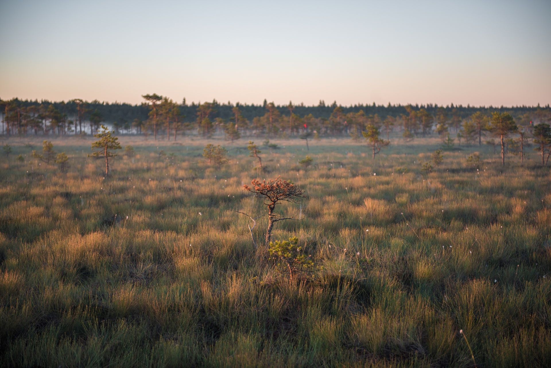 A bog landscape