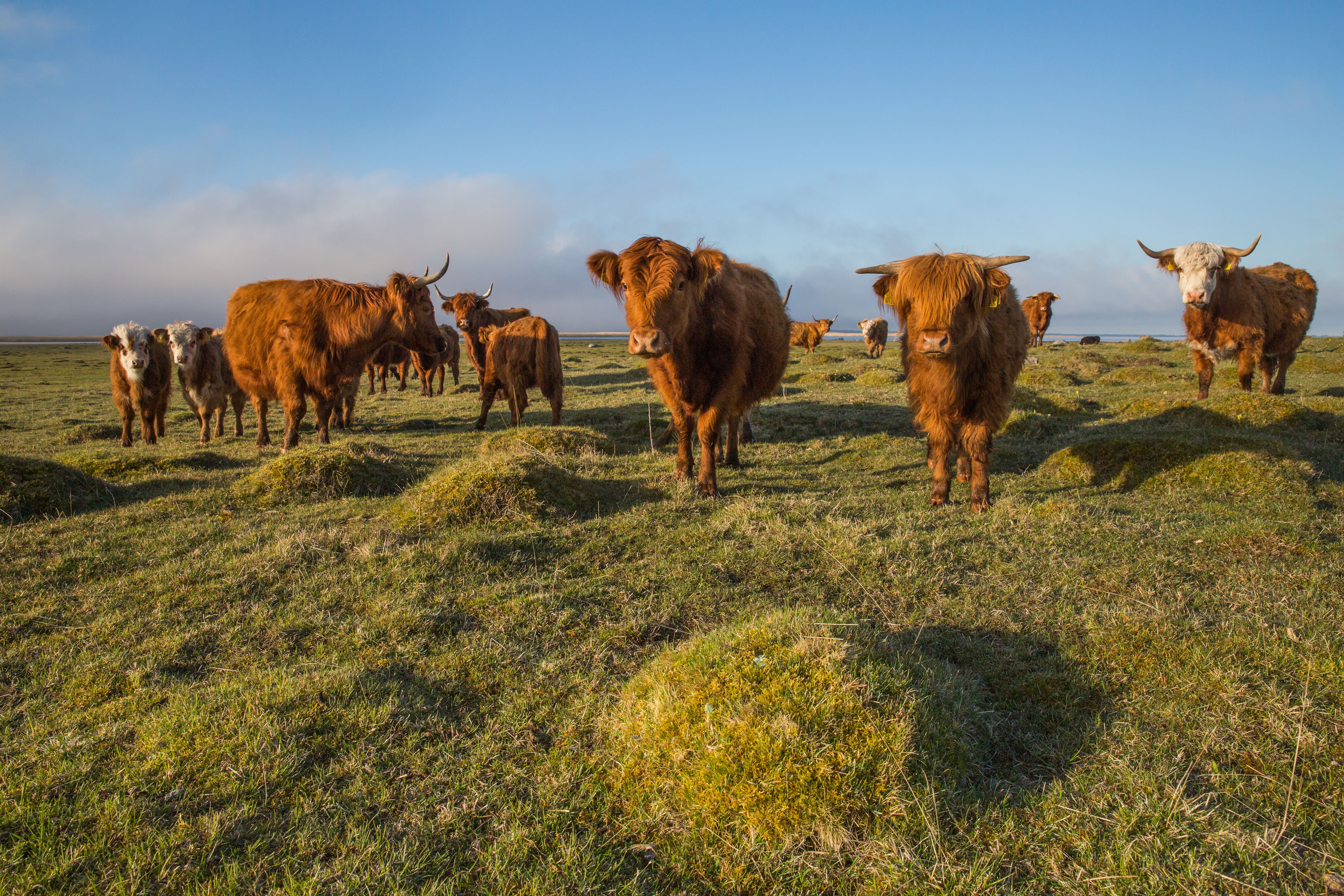 Highland cattle grazing in Matsalu National Park