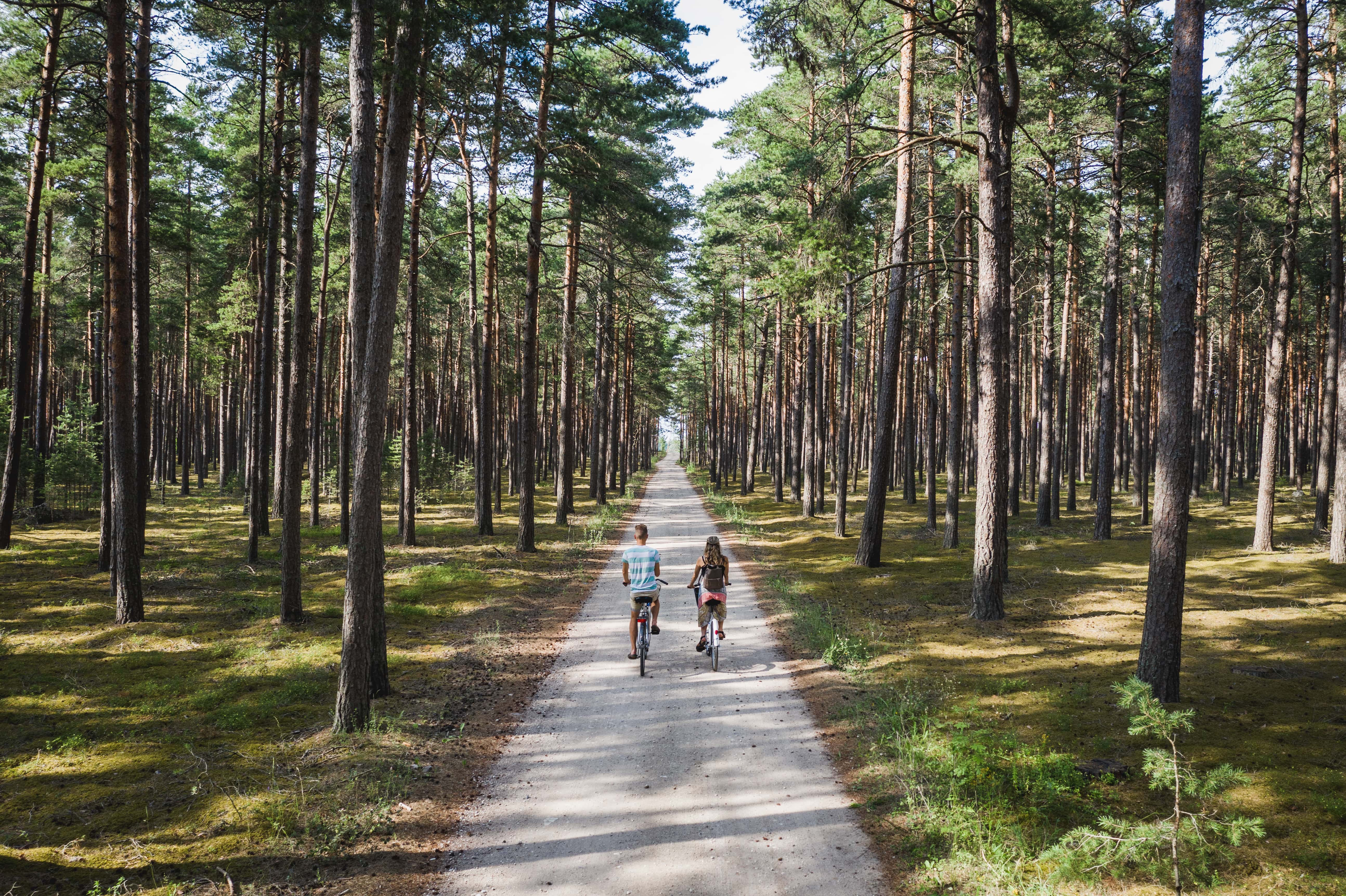 Two cyclists travel through a pine forest on Kihnu Island
