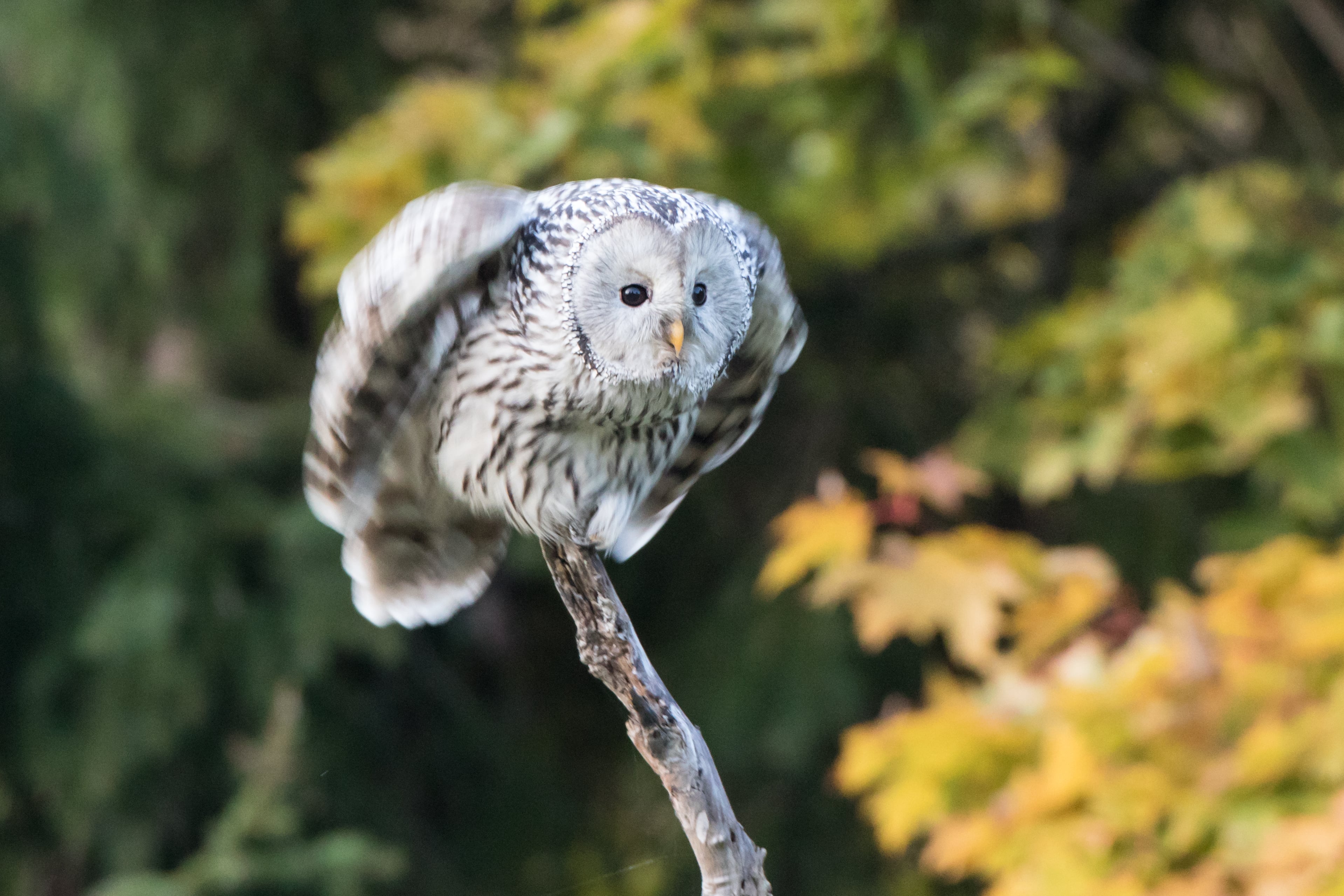 Ural owl and an oak tree in the autumn in Estonia