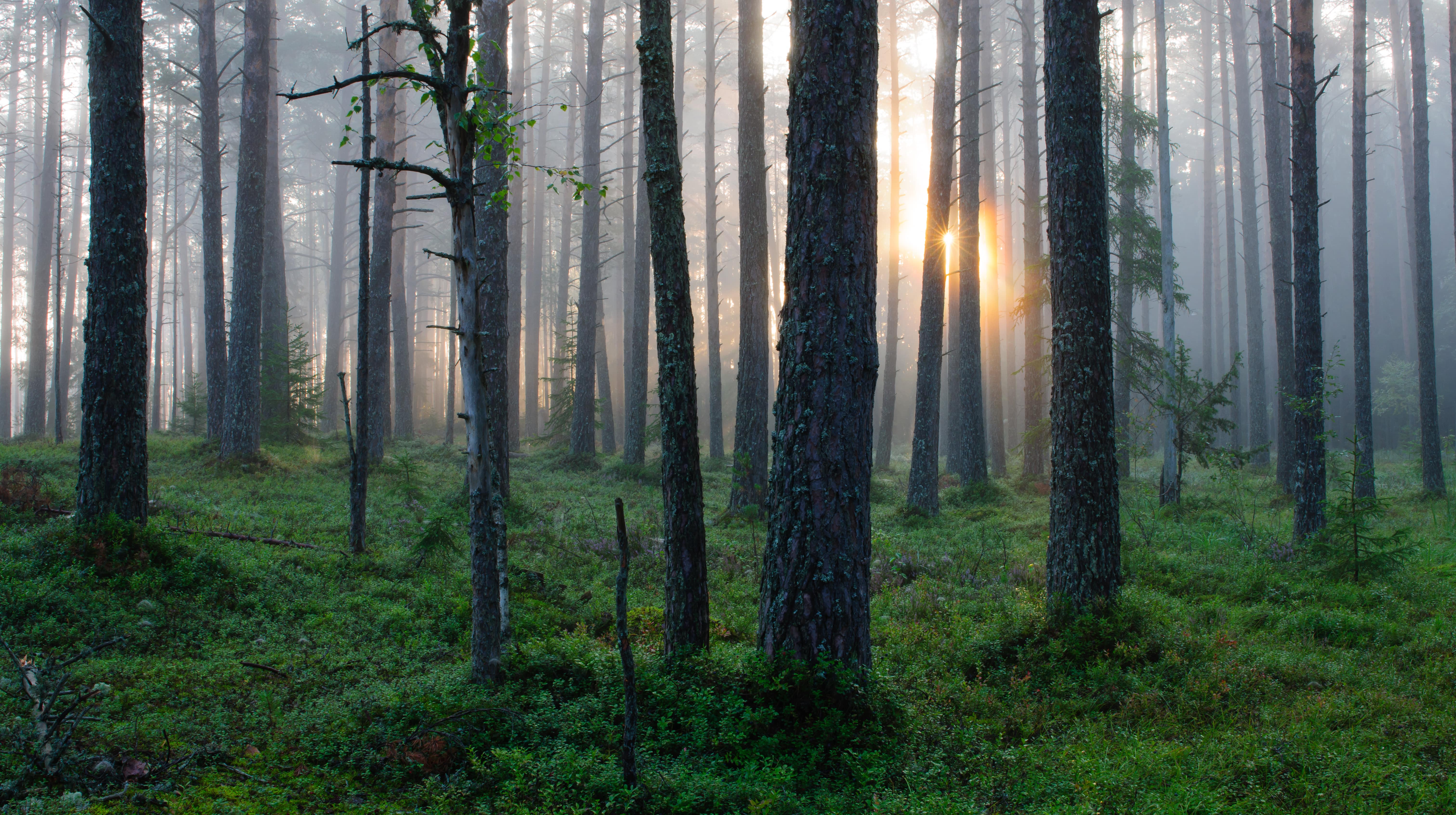 Forest in Estonia at sunrise in the summer