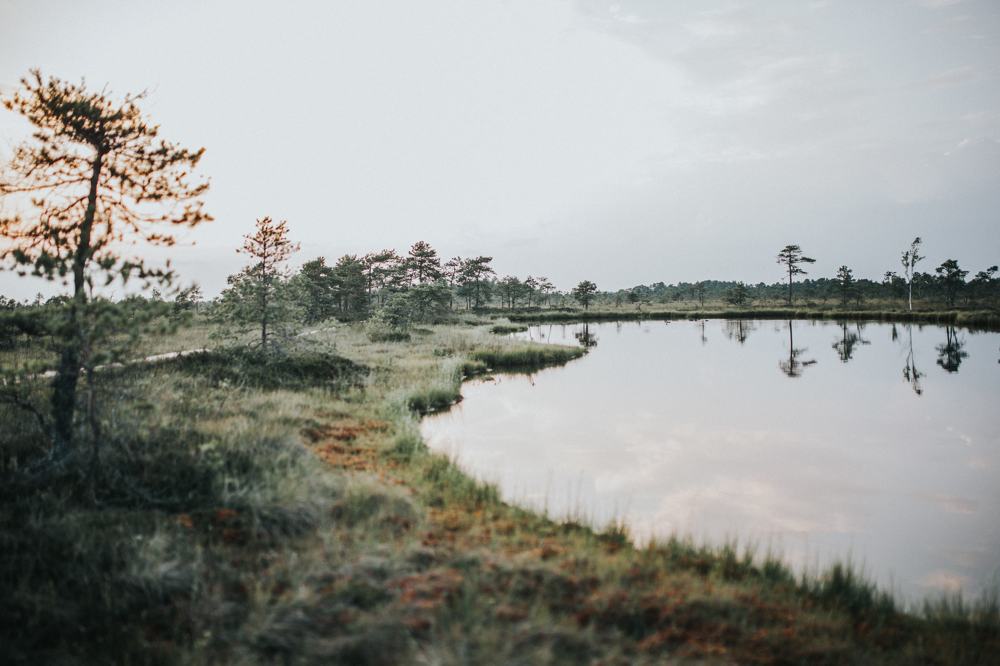 Ein Moor in Mulgimaa