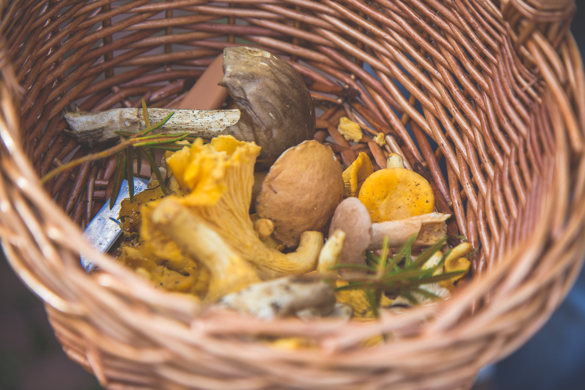 Fresh mushrooms from the Estonian forest