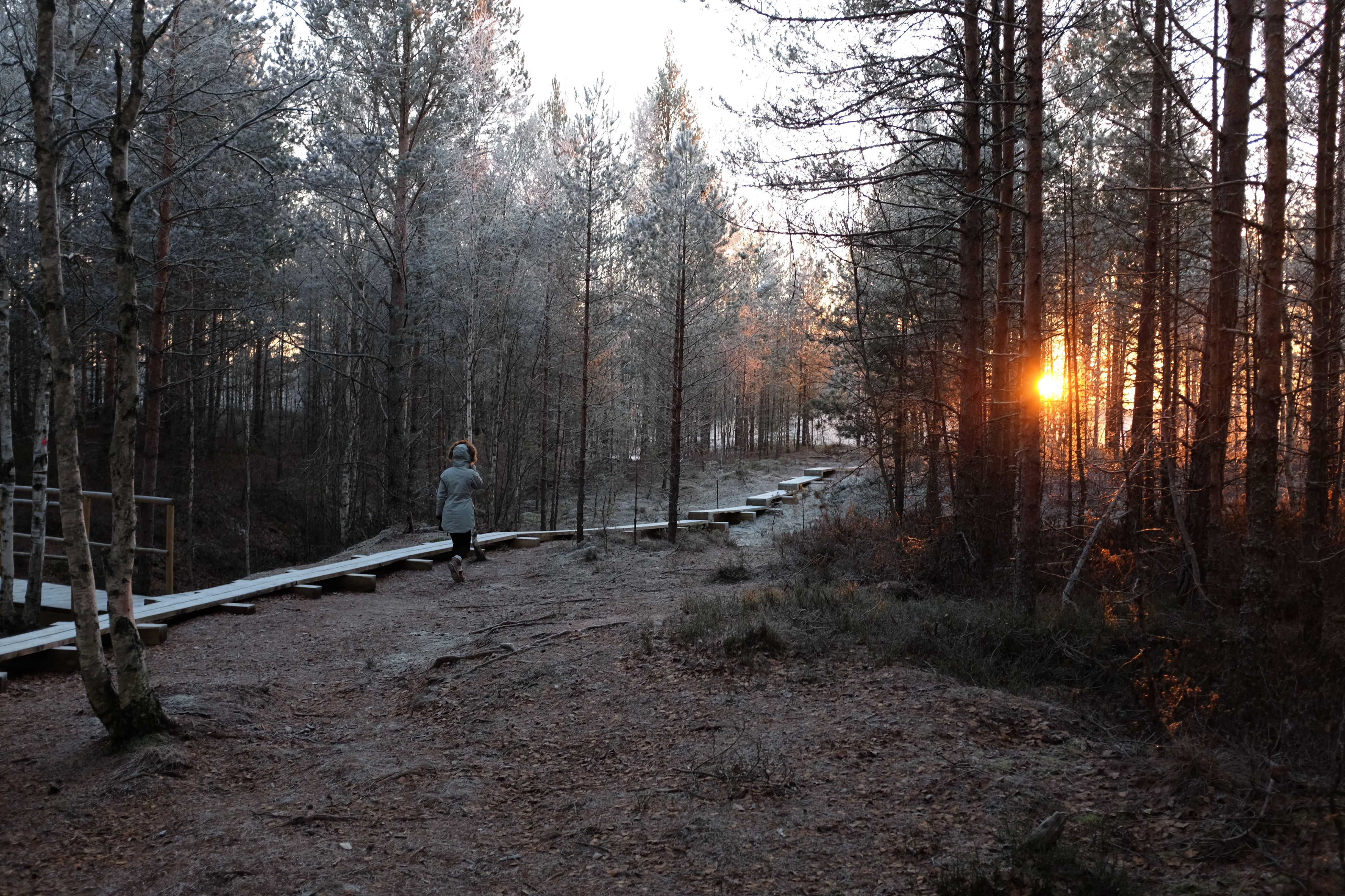 Woman walking at sunset in a frosty forest in Estonia