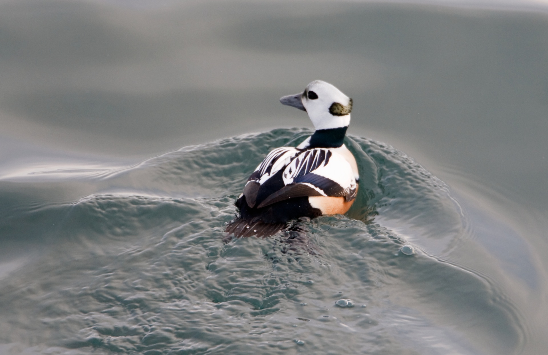 Steller's eider in Saaremaa