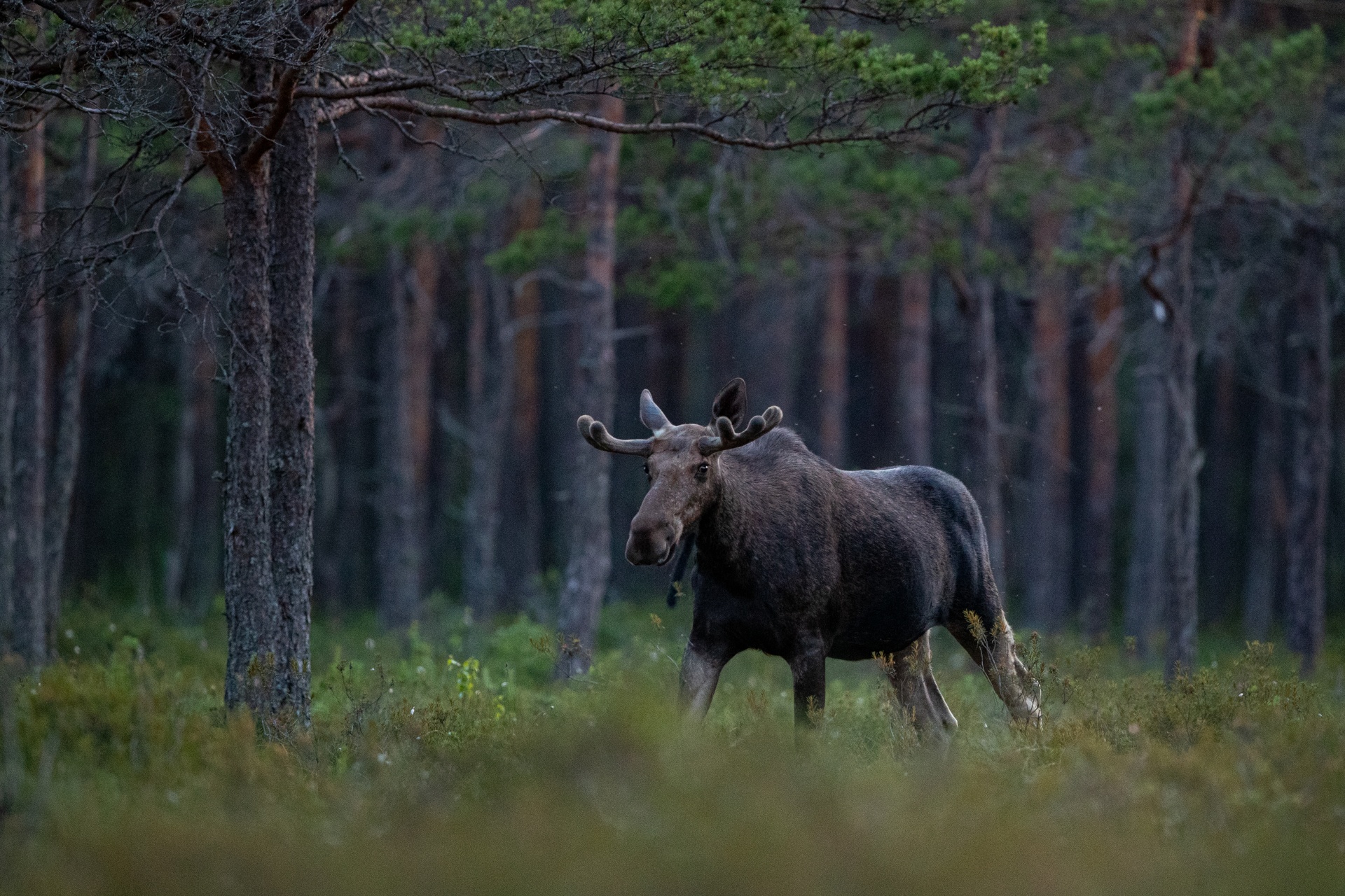 Hirvi kävelyllä virolaisessa metsässä