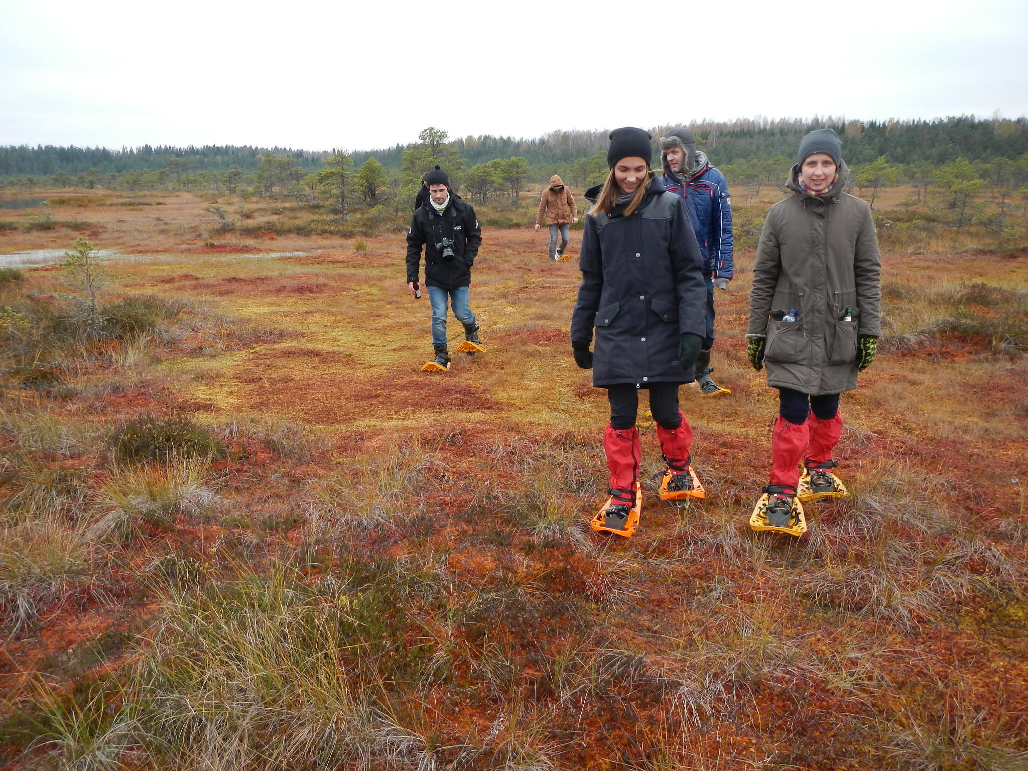 Moorschuhwanderung in einem Hochmoor Estlands