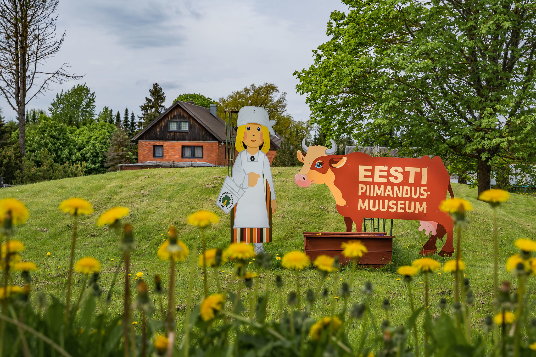 Dandelions in front of wooden sign for Estonian Dairy Museum