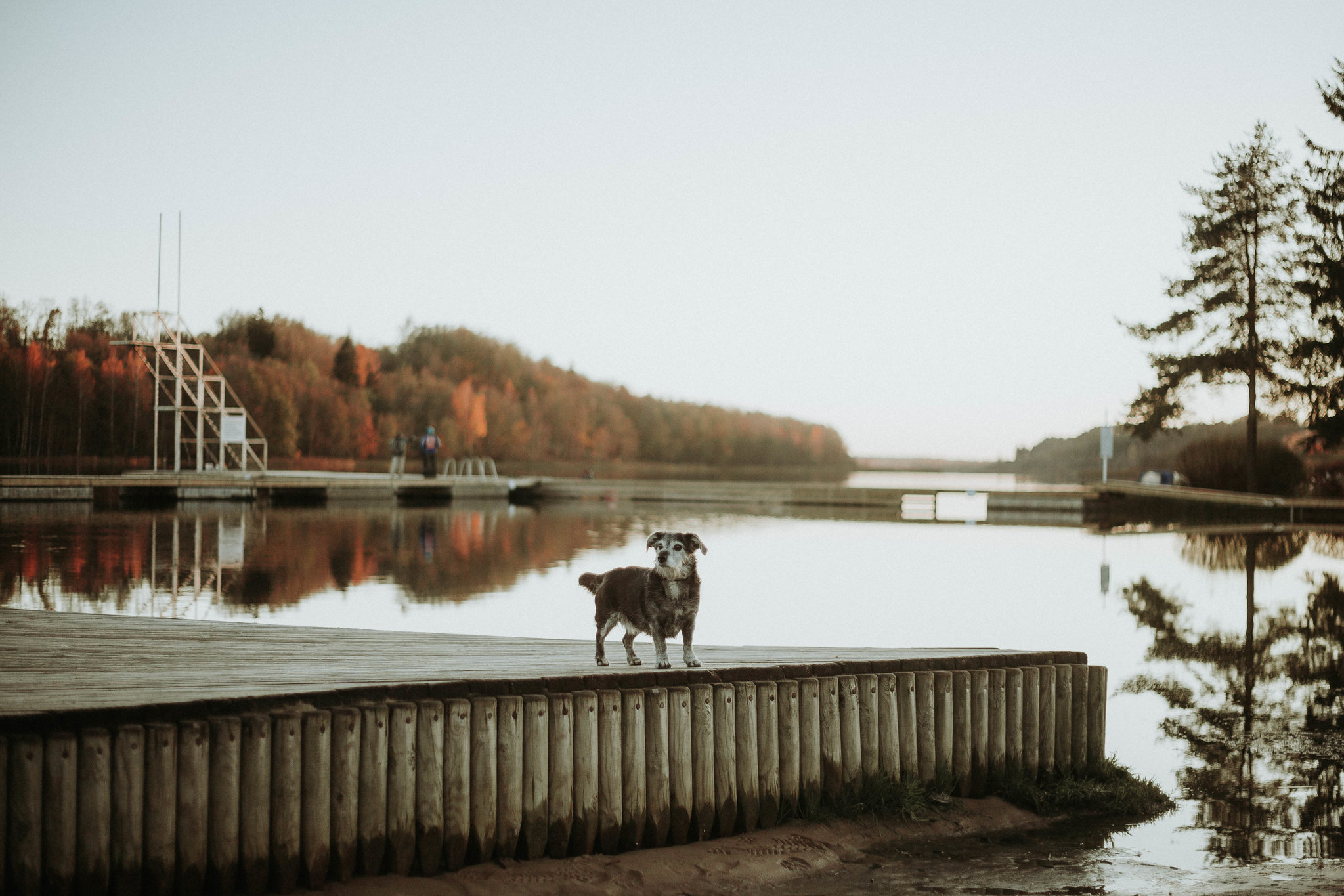 Little dog stands on wooden dock on Viljandi Lake