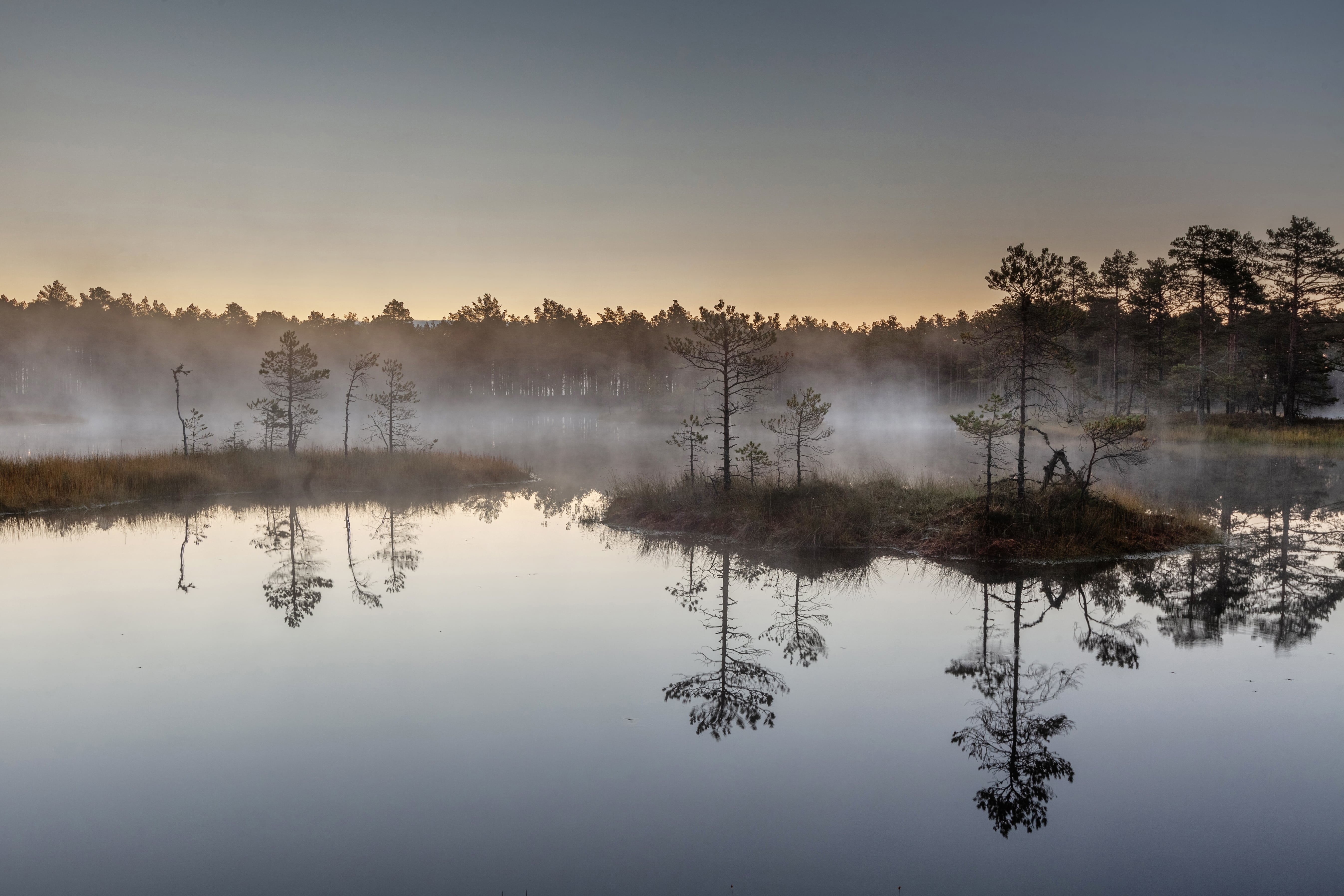 mist at sunrise in Kõrvemaa Nature Preserve