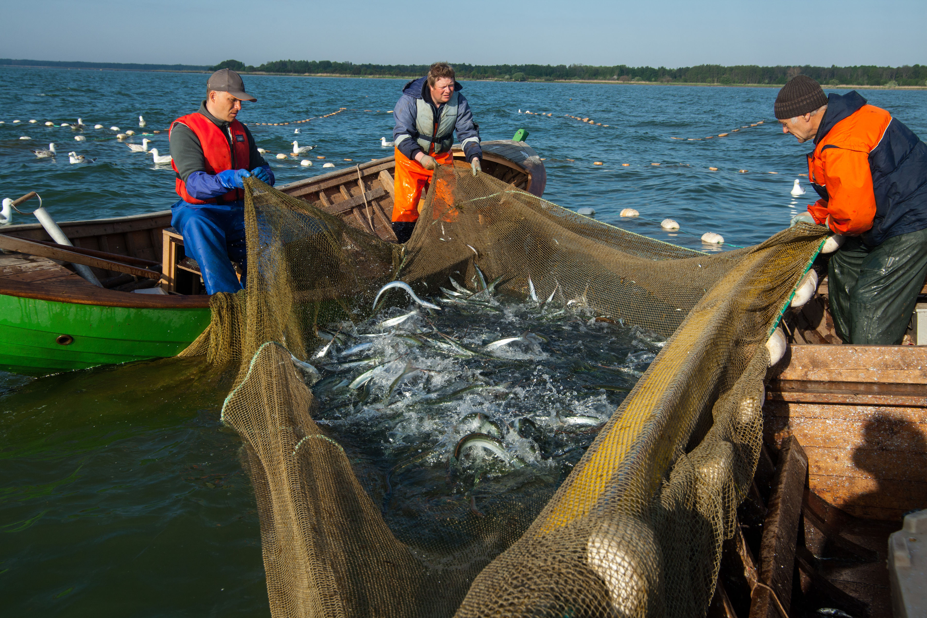 Three men pull up a net of fish near Saaremaa